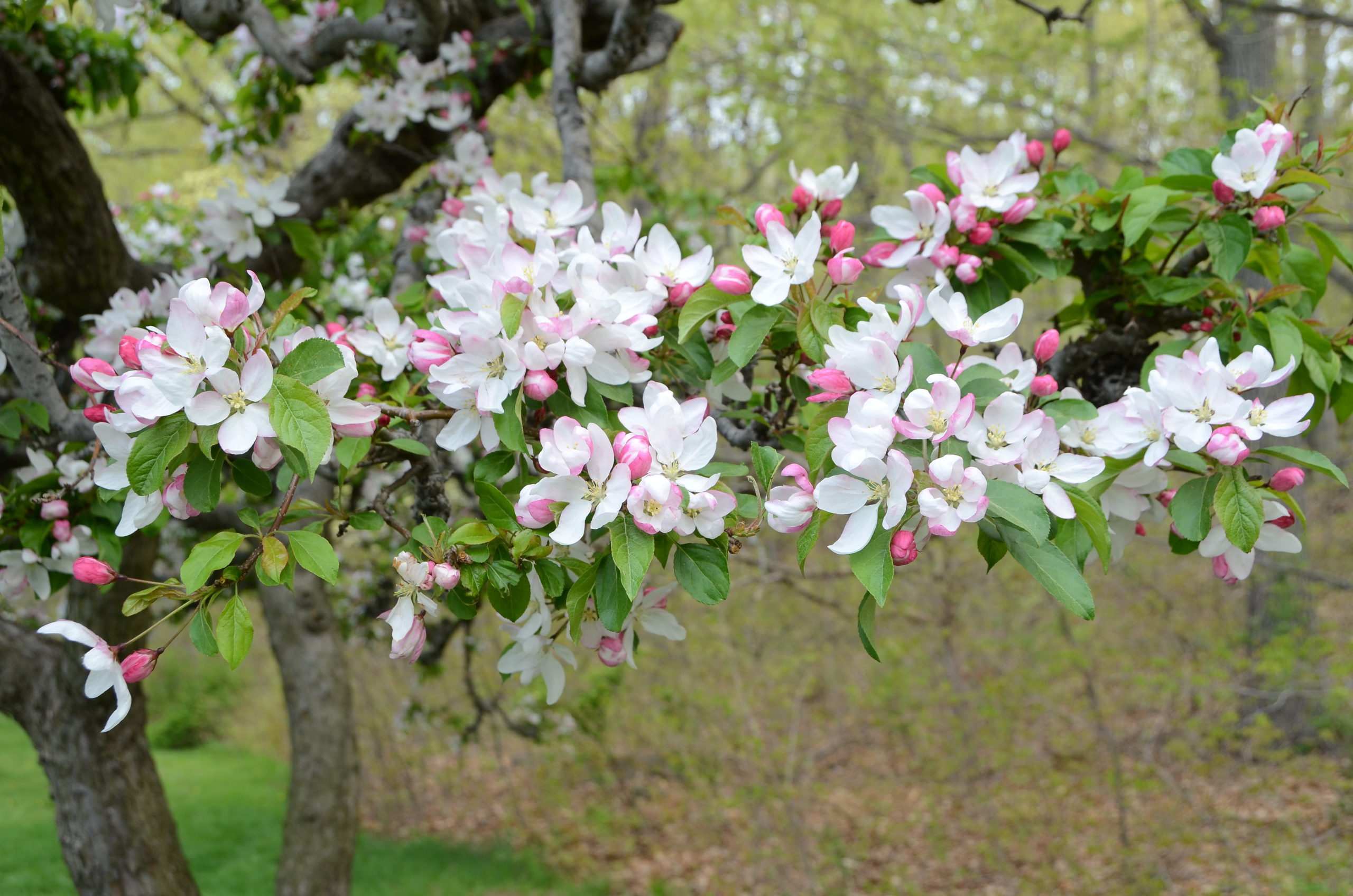 If all these flowers became apples they’d be tiny and unfit for sale. PGR’s are used to both thin the buds and the emerging apples so the few that remain grow into large, salable fruits. There are both chemical and organic PGRs in use.