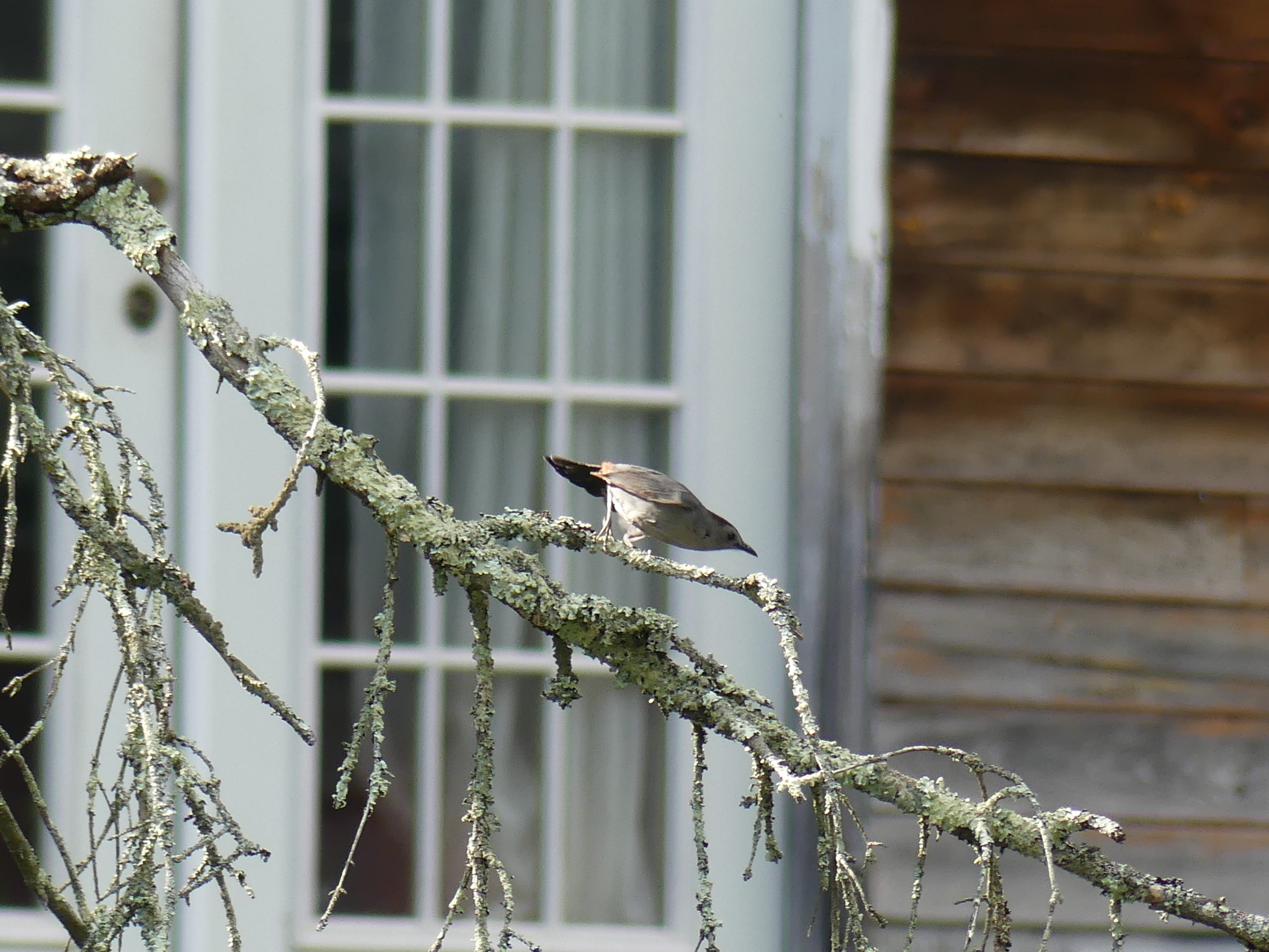 A catbird aims and lies in wait as it watches an intended insect meal a dozen feet away on the lawn.