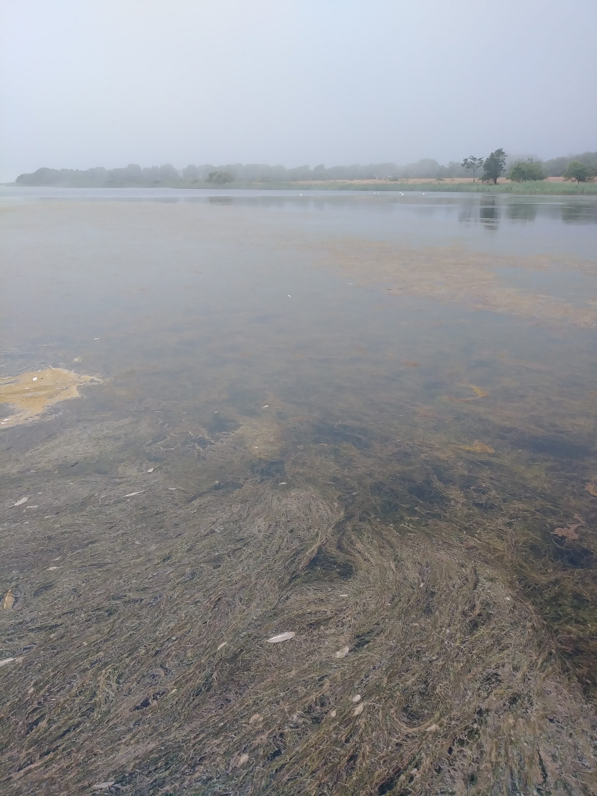 Dense matts of aquatic weeds have returned to Georgica Pond after an experimental removal program was stalled by state regulators and are causing a renewed decline in water quality. 