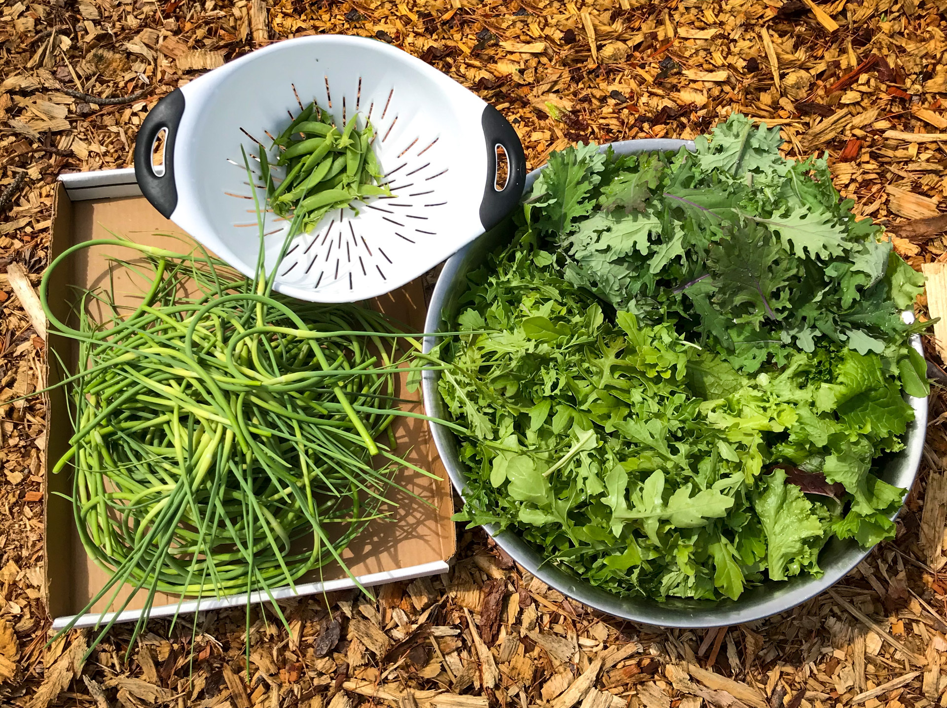 ECI's first 2020 pantry donation harvest. Snap peas, garlic scapes, arugula, kale and mixed greens.
