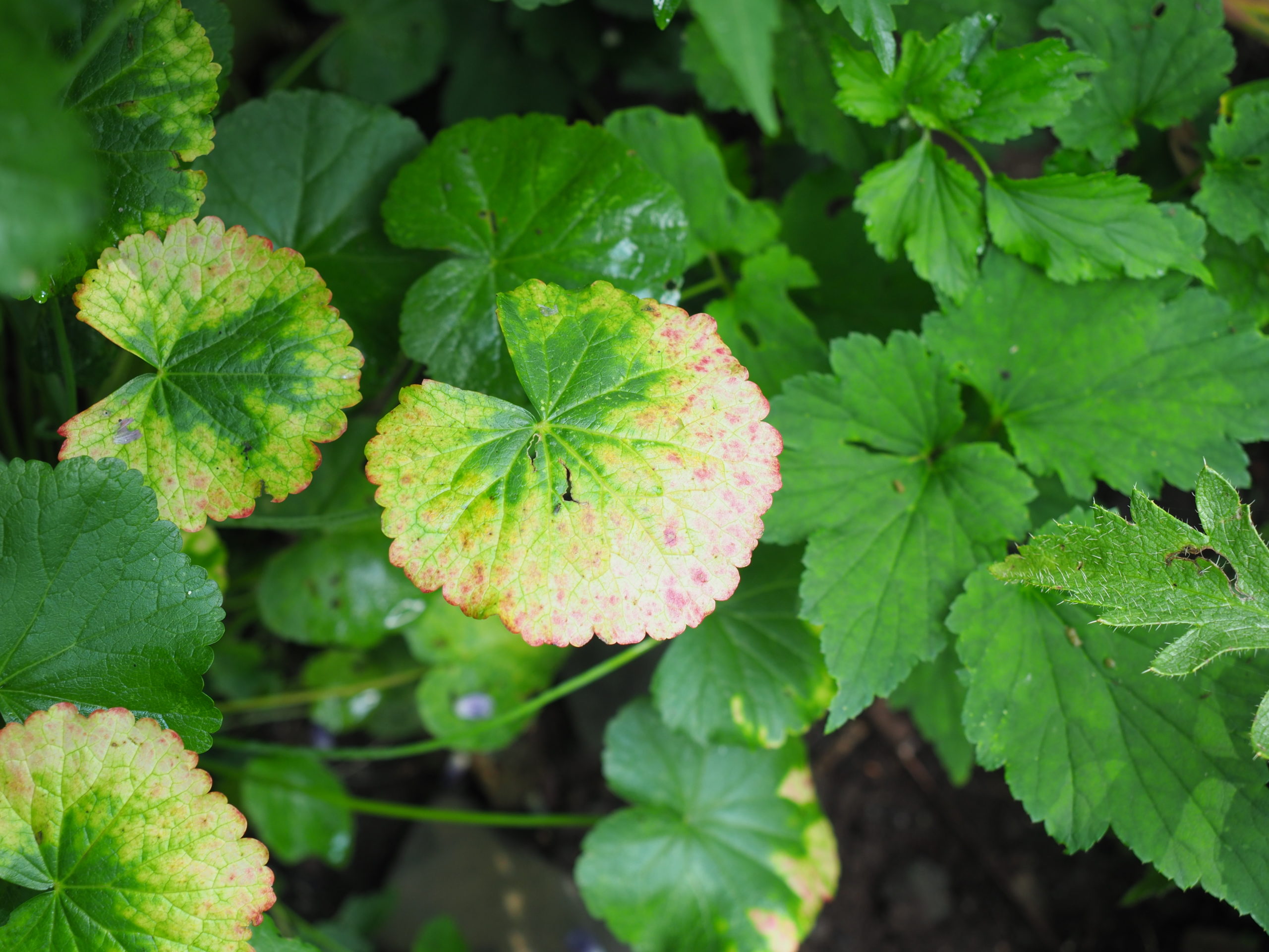 Sidalcia foliage showing signs of nutrient deficiency. A disease would probably have resulted in browning and yellowing and a virus issue would not be so symmetrical.