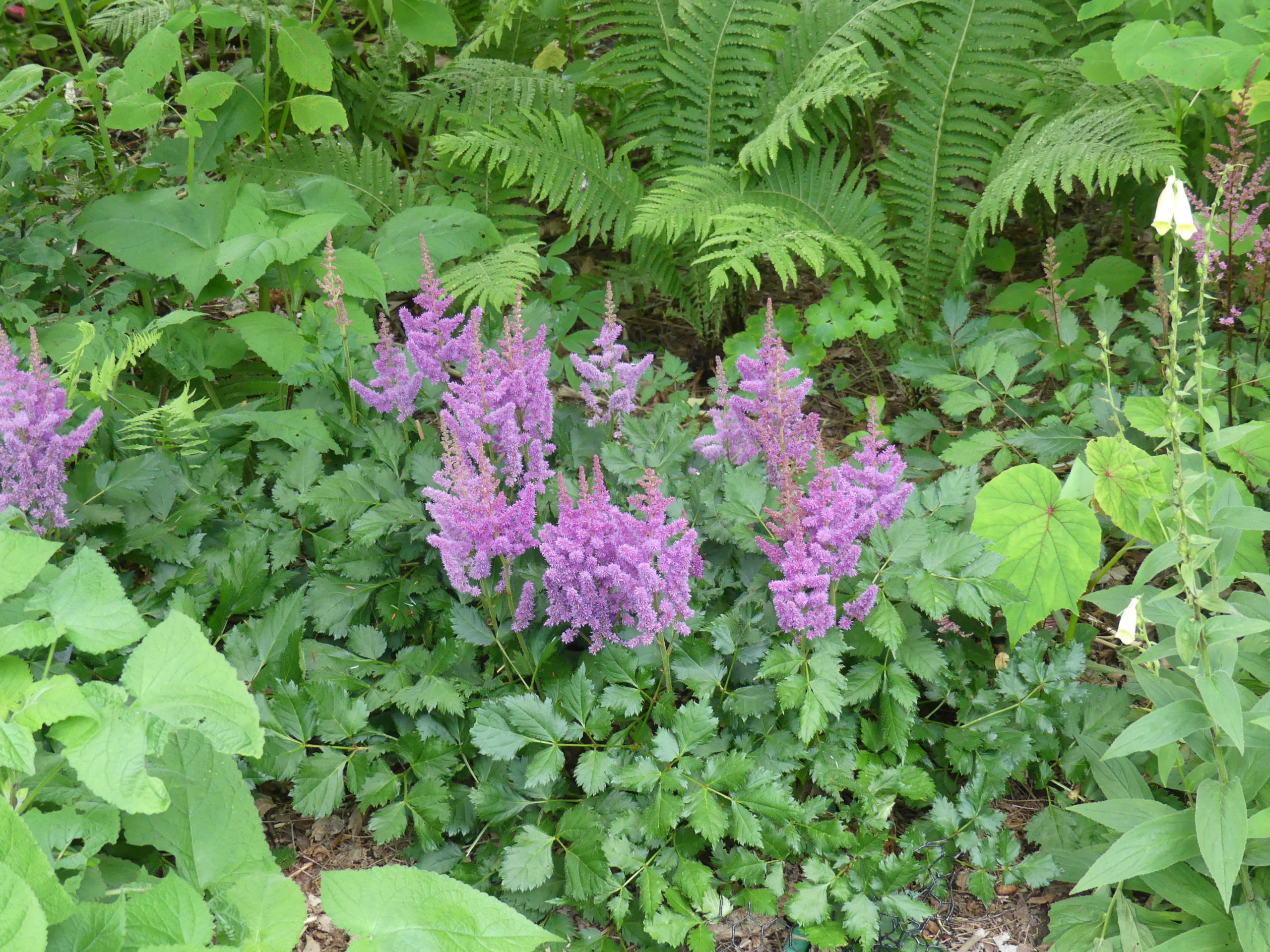 A number of Astilbes will flower late in the season.Most of the late blooming astilbes are in the species A. chinensis. Note the perennial begonia foliage (center right). These too flower in late summer.