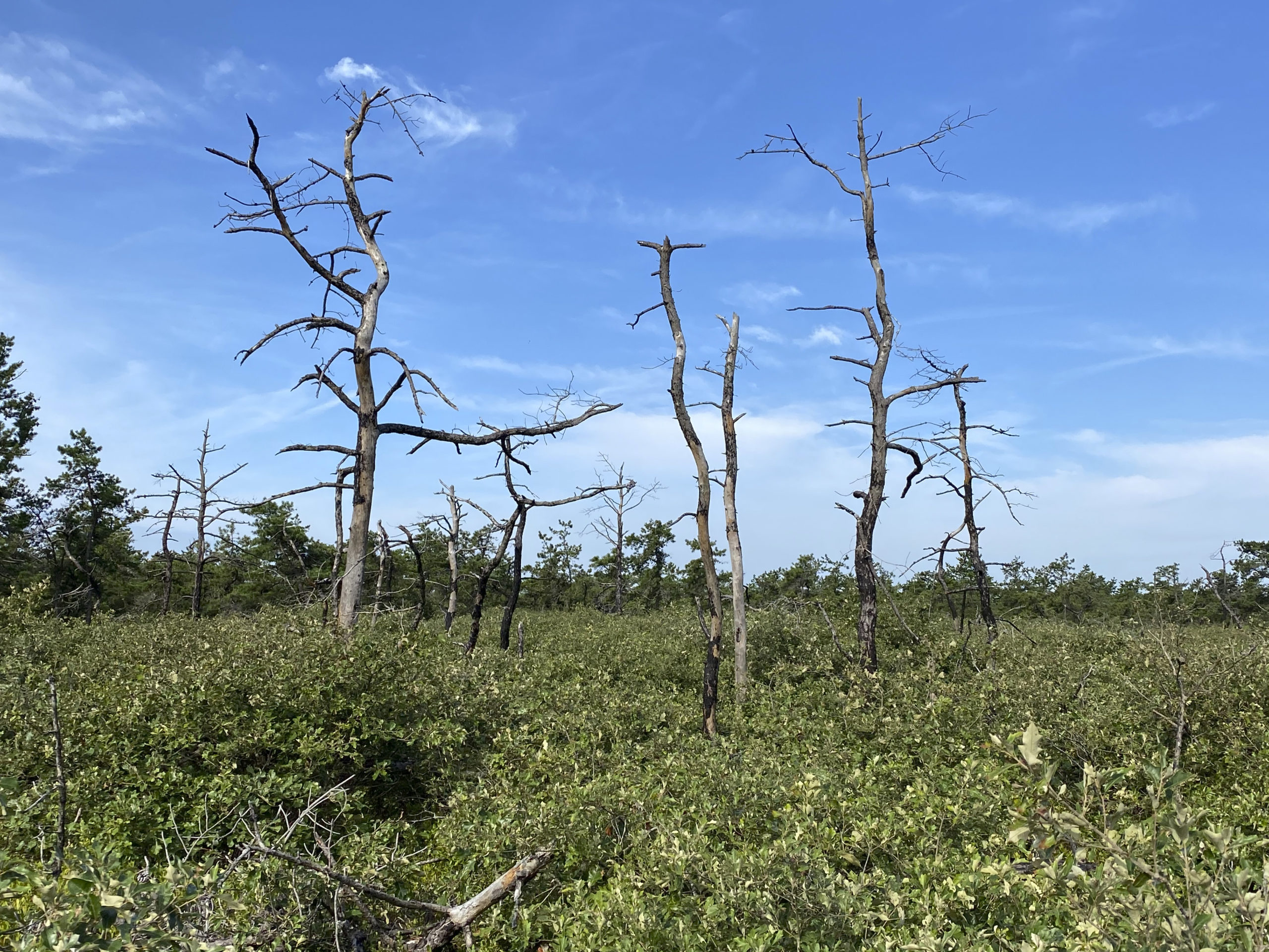 Even though the area in the Pine Barrens in Westhampton has recovered, a few trees burned by the fire can still be seen 25-years later. DANA SHAW