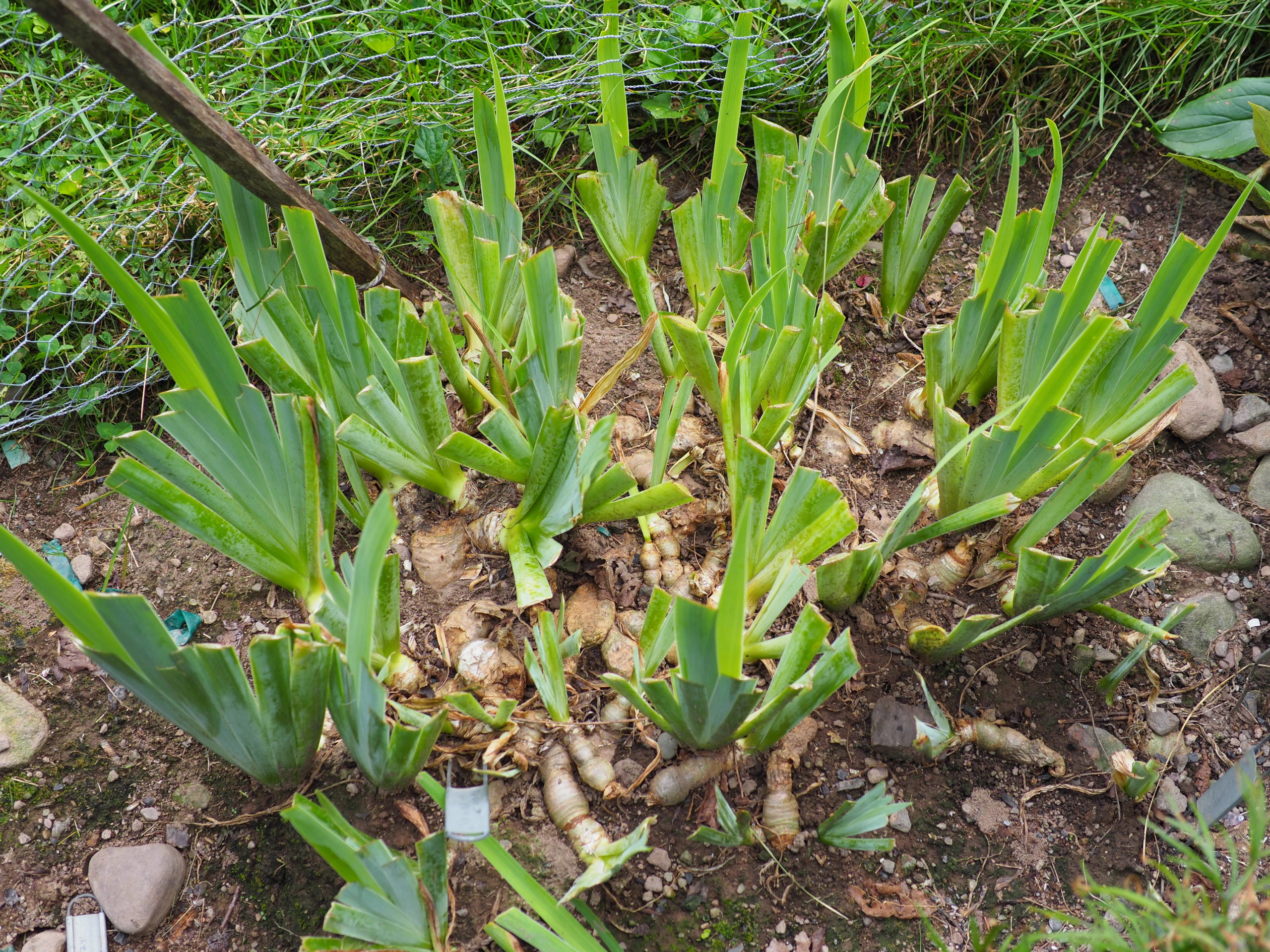 A trial bed of iris whose foliage has just been reduced to 6-inch-tall fans. Note how congested the roots are (time to transplant) and how they are only buried to half their diameter.
