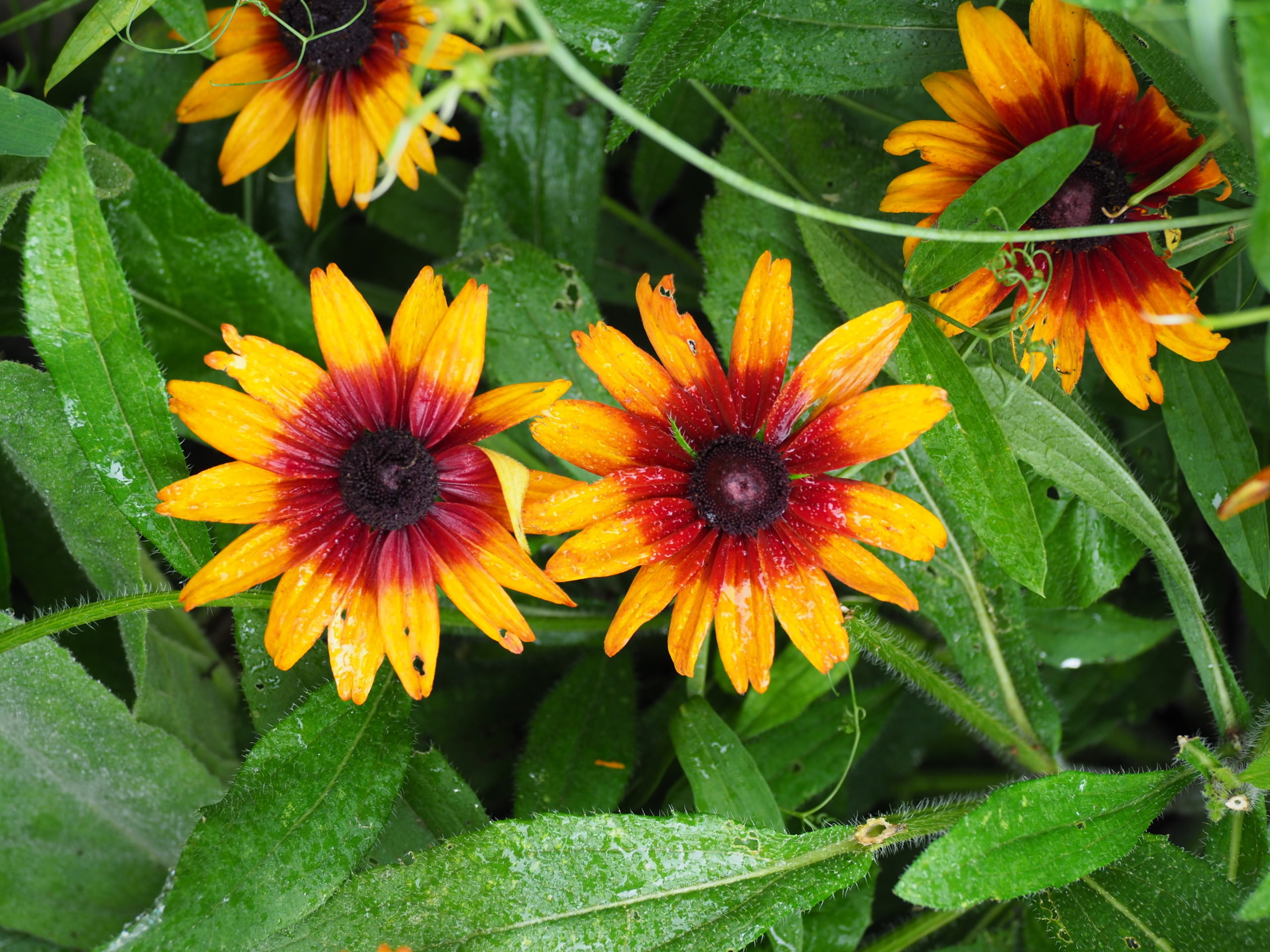 Many Rudbeckias put on a great fall show, but this variety, Cappuccino, flowers all summer and into the fall. The mature plant is about 2 feet wide with flowers on 10-to-15-inch stems. Also great for cuts.