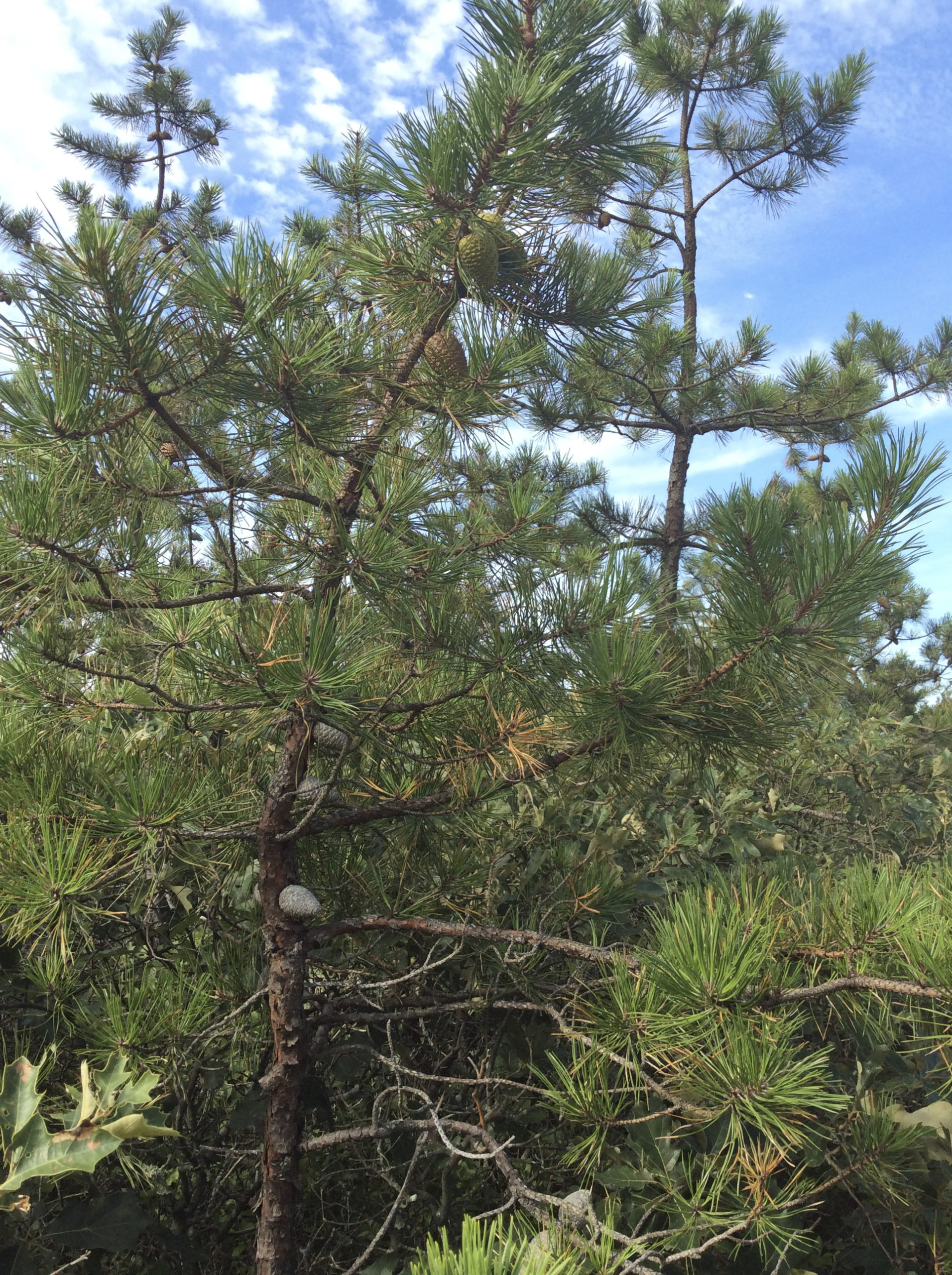A dwarf pine.   BRYAN BOYHAN
