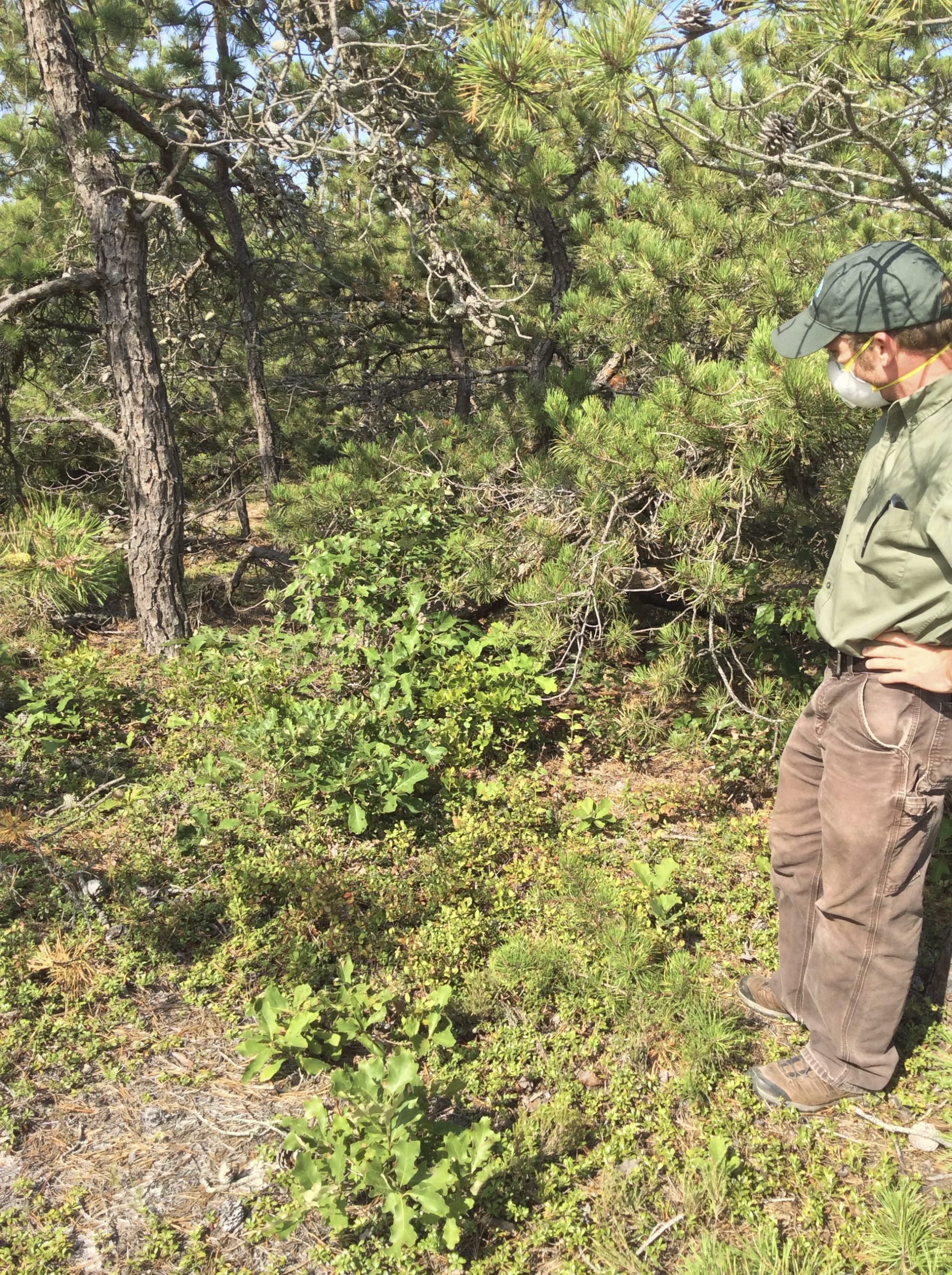 Shaun Ziegler, ecologist for the Central Pine Barrens Commission, looks down on a small ecosystem that thrives on the forest edge at the base of a dwarf pine.  BRYAN BOYHAN