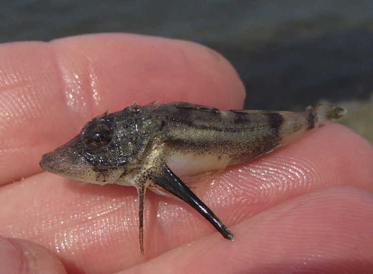 The needle-like protrusion in front of the folded pectoral fin is used to probe the sea bottom for prey. MIKE BOTTINI