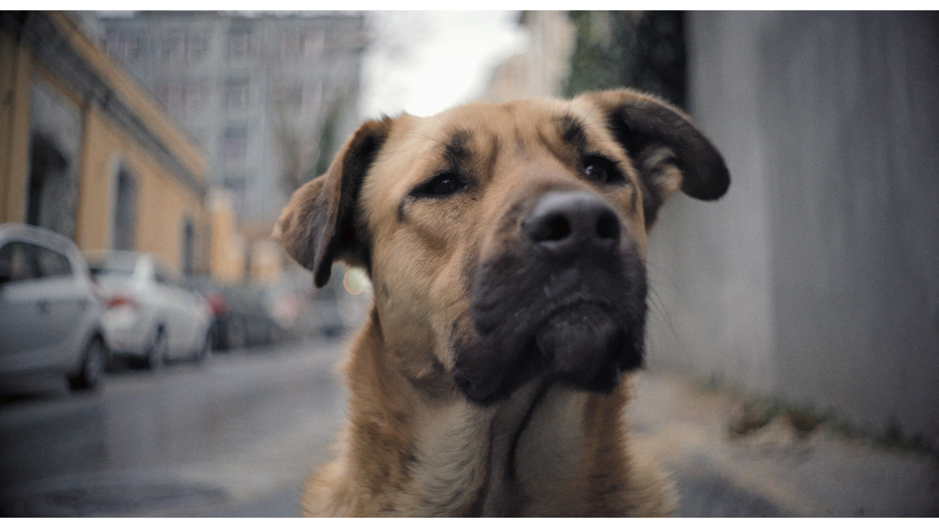 An image from Elizabeth Lo’s documentary “Stray,” about three stray dogs in Instanbul. 