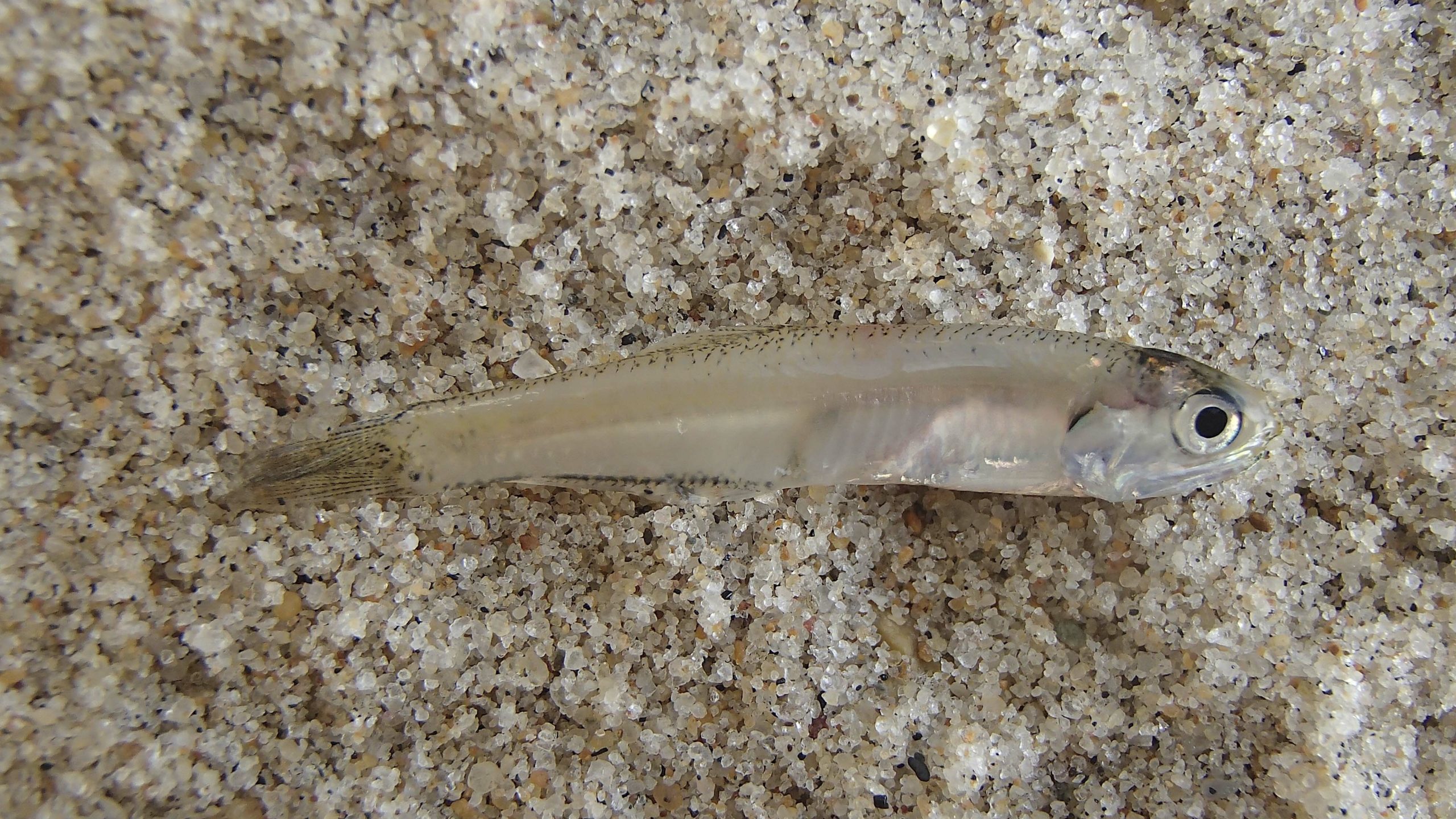 Among the massive schools of bunker in the ocean were schools of young-of-the-year silversides (2”L), hatched in our estuarine marshes this summer.     MIKE BOTTINI