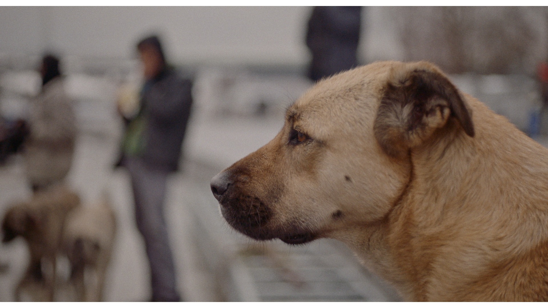 An image from Elizabeth Lo’s documentary “Stray,” about three stray dogs in Instanbul. 