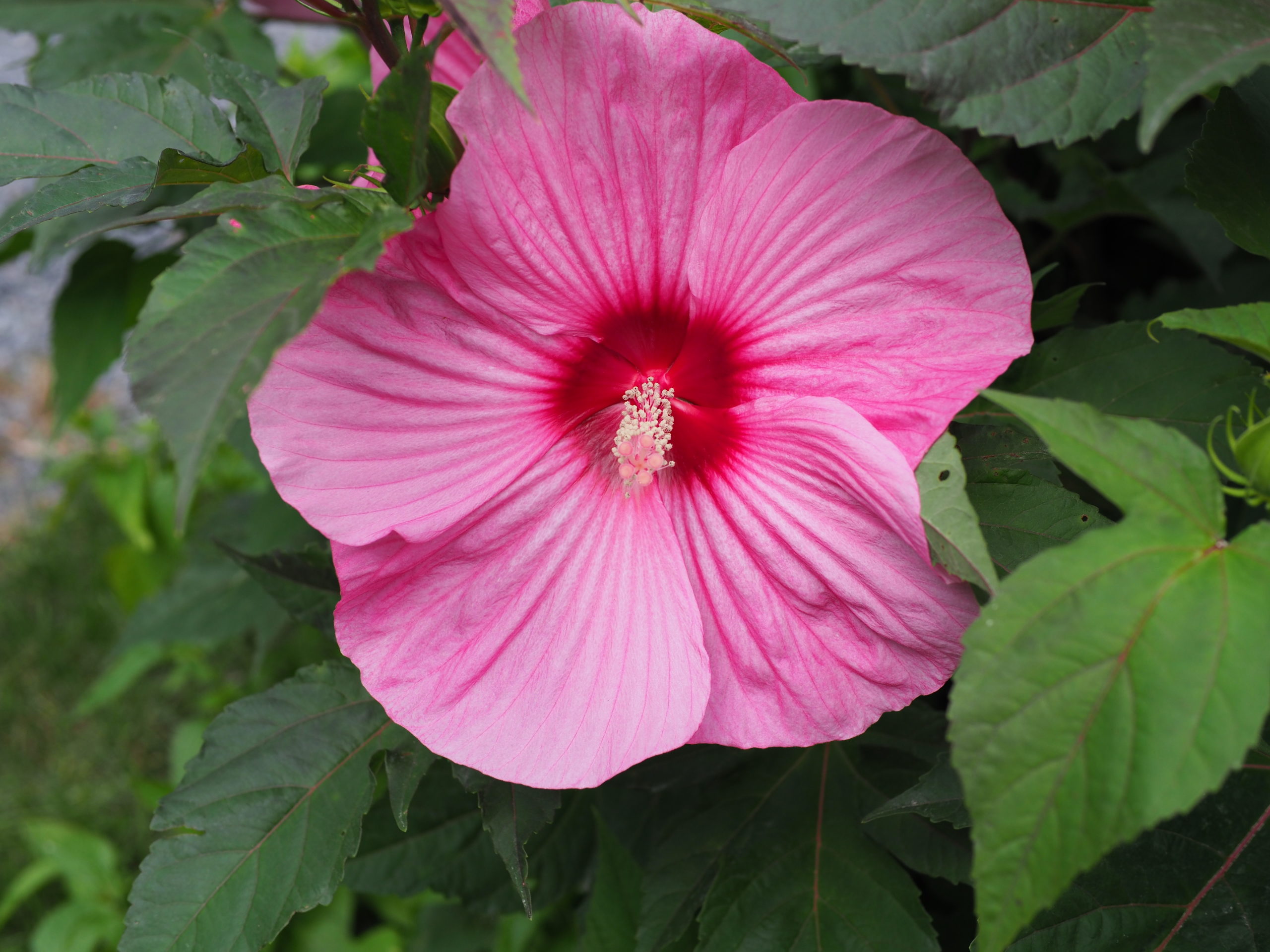 Hibiscus “Brandy Punch” fully open. The perennial flowers for about six weeks and individual flowers can last up to two days.