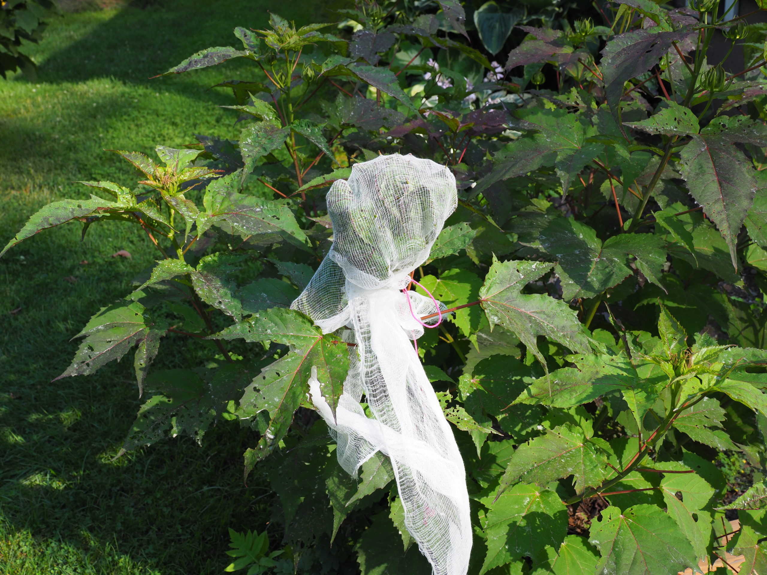 A perennial hibiscus sprayed with Btg (note white caste on foliage). The cheese cloth envelope, tied at the bottom, was an attempt to keep feeding Japanese beetles on the foliage for at least two hours to see if they died. Unfortunately, some beetles crawled out and others crawled in through the cheese cloth.