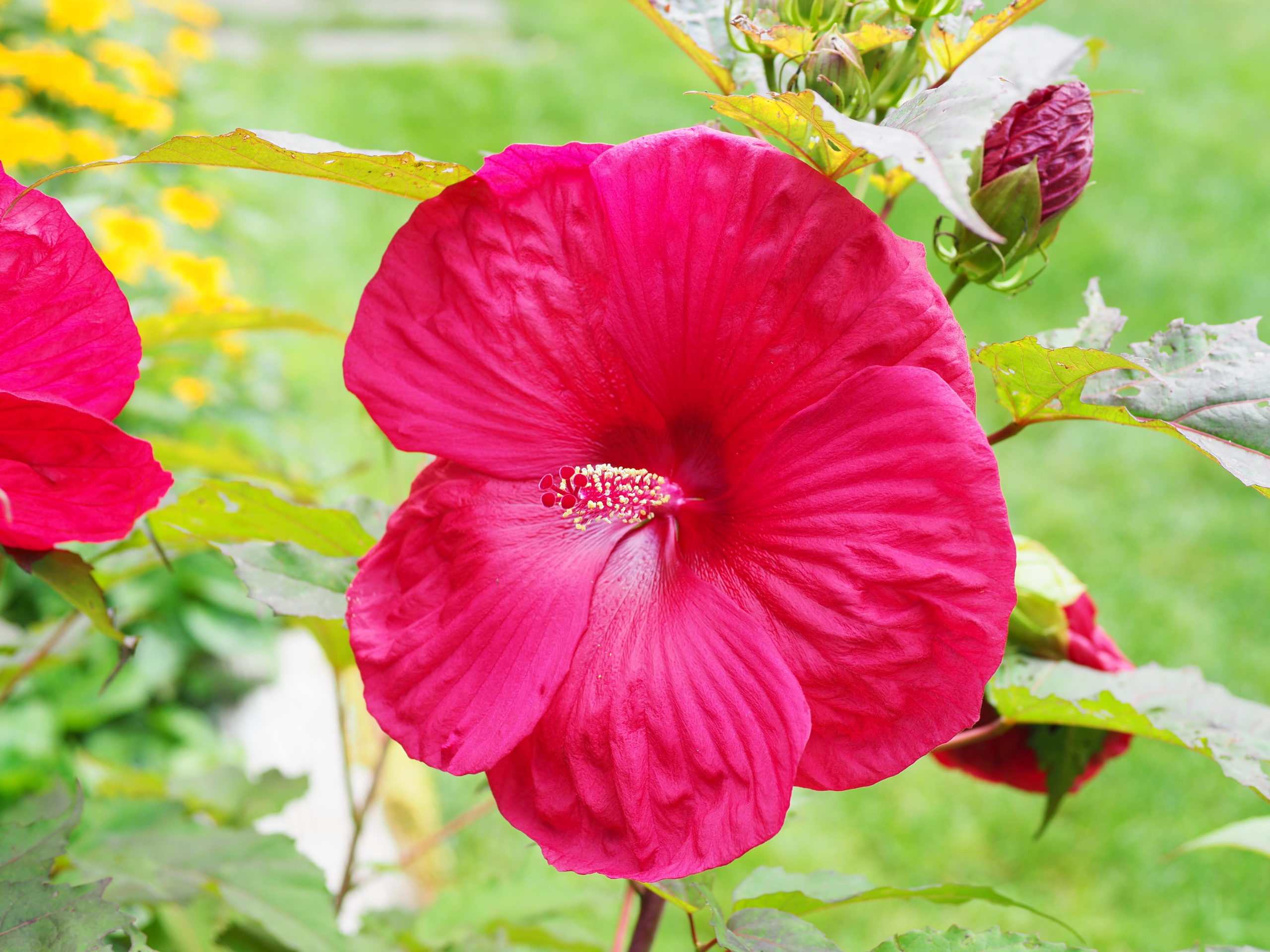 This deep red Hibiscus has a wonderful 8-inch flower with an oxblood red throat, but the plant’s habit is open and not very attractive unless used as a tall background planting. It has no name tag, but it is one that seems to be a Japanese beetle magnet.