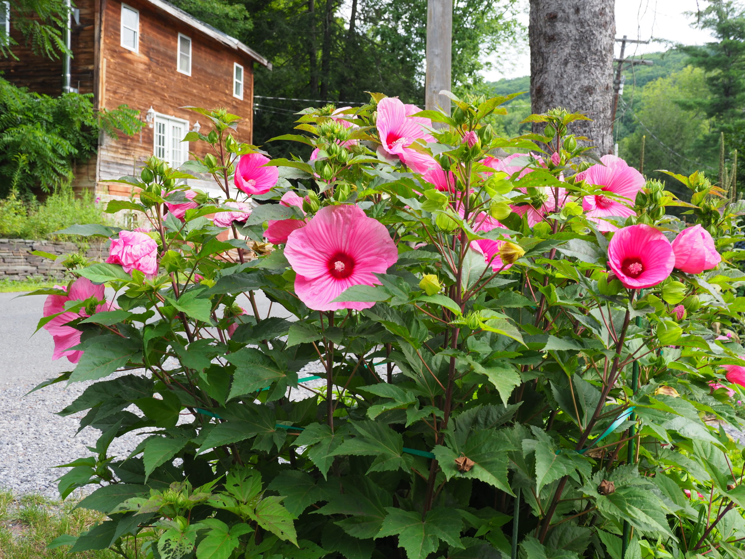 Hibiscus “Brandy Punch” thrives in August heat and can have 20 or more flowers open at one time.