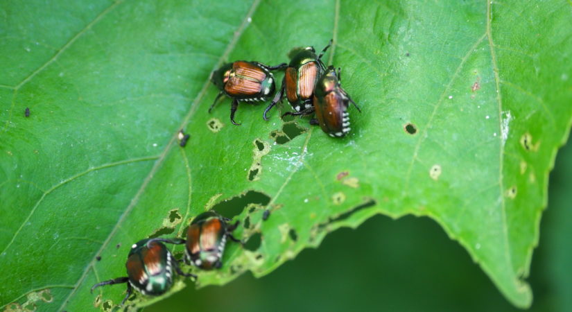 GARDEN NOTES: Testing Btg On Japanese Beetles - 27 East