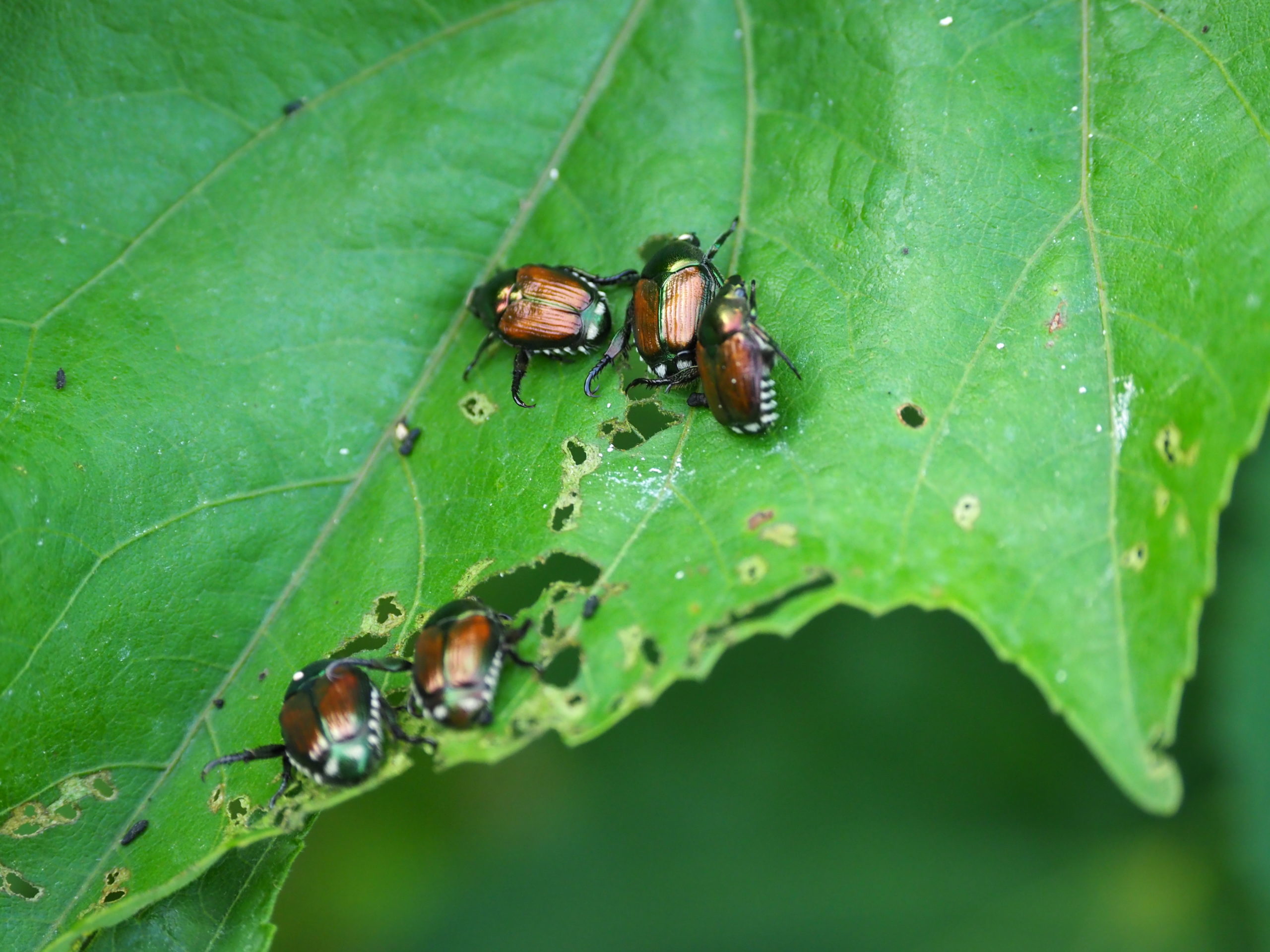 Five Japanese beetles found dead on a hibiscus leaf that had been sprayed with Btg. Did it work?