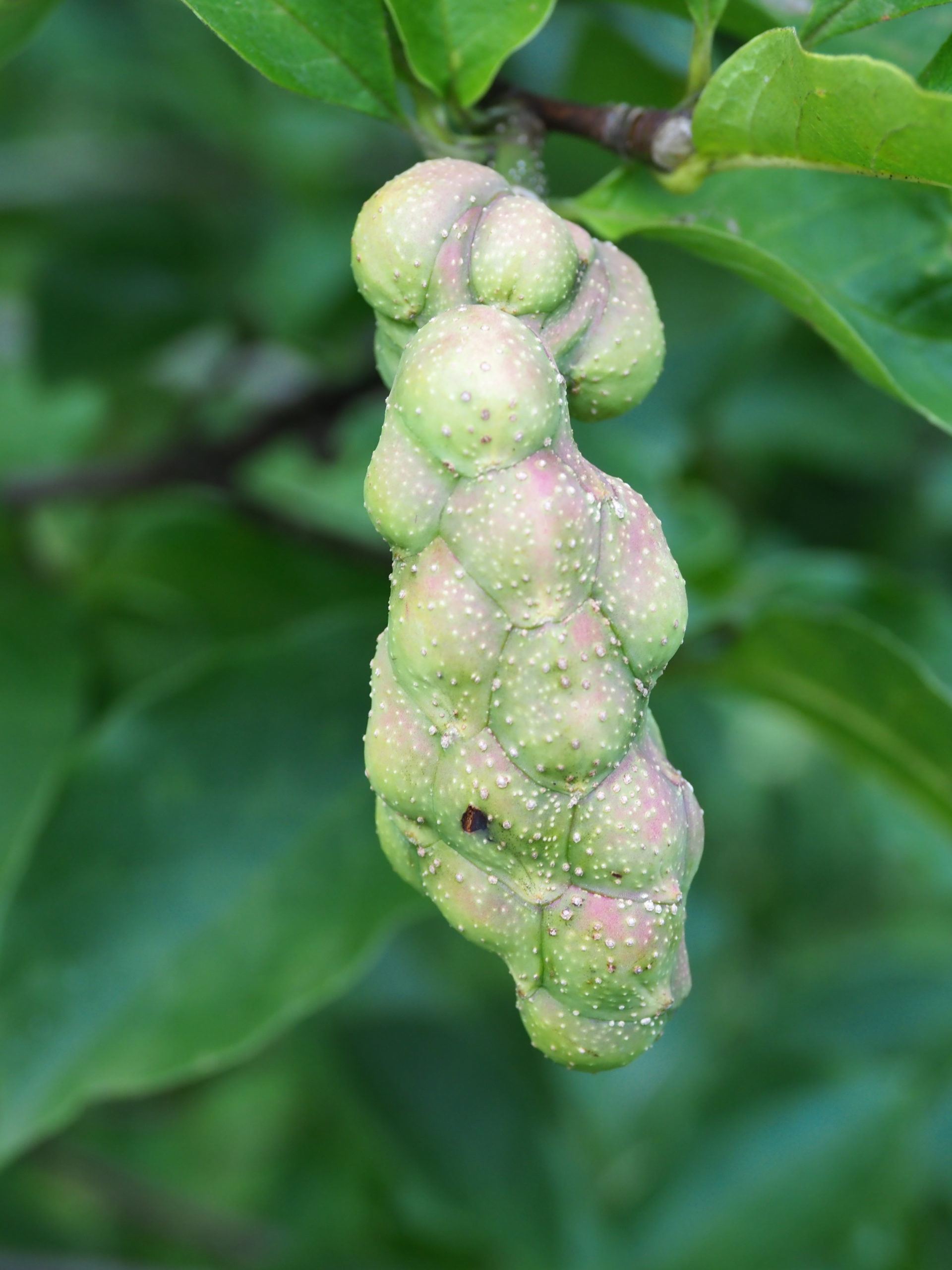 The “fruiting body” of seed inside the encapsulated membrane on Magnolia “Spiced Spumoni.” While looking a bit strange and unusual, it does add interest to the tree. 
