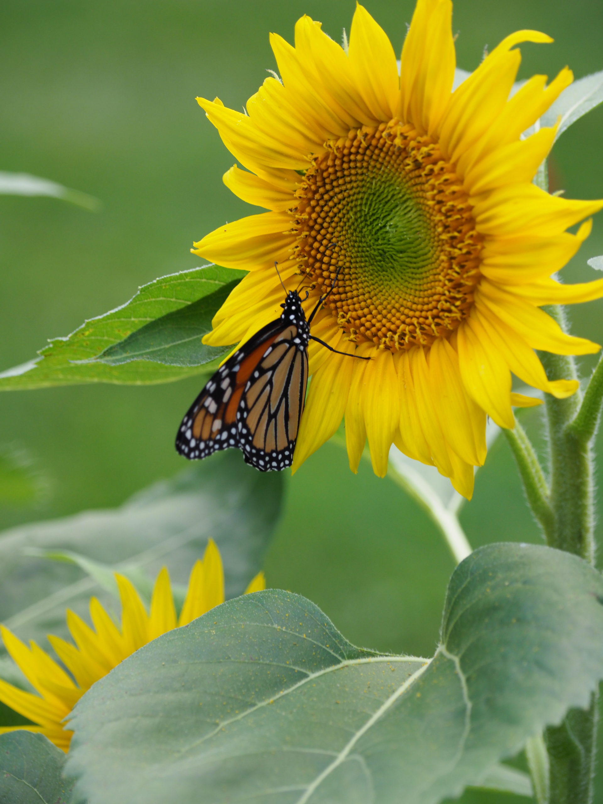 The only annual in the garden is an interloper from the neighbor's bird feeder. This is a French type of sunflower (so neighbor Nancy claims) and the Monarch seems to be enjoy the international taste.