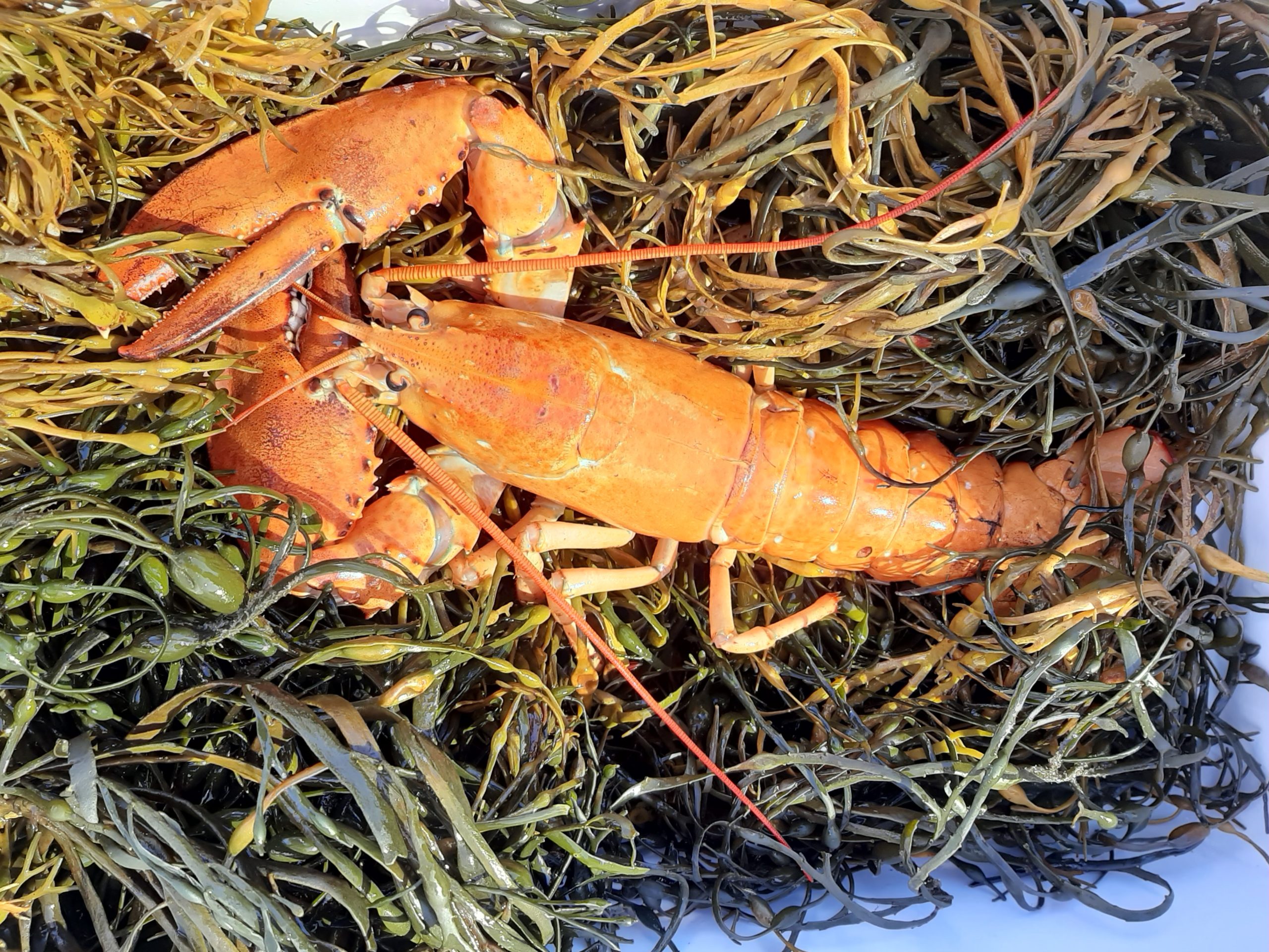 The lobster as it was transported to New York Aquarium, in a cooler on a bed of ice, seaweed and sea lettuce. DEBBIE TUMA