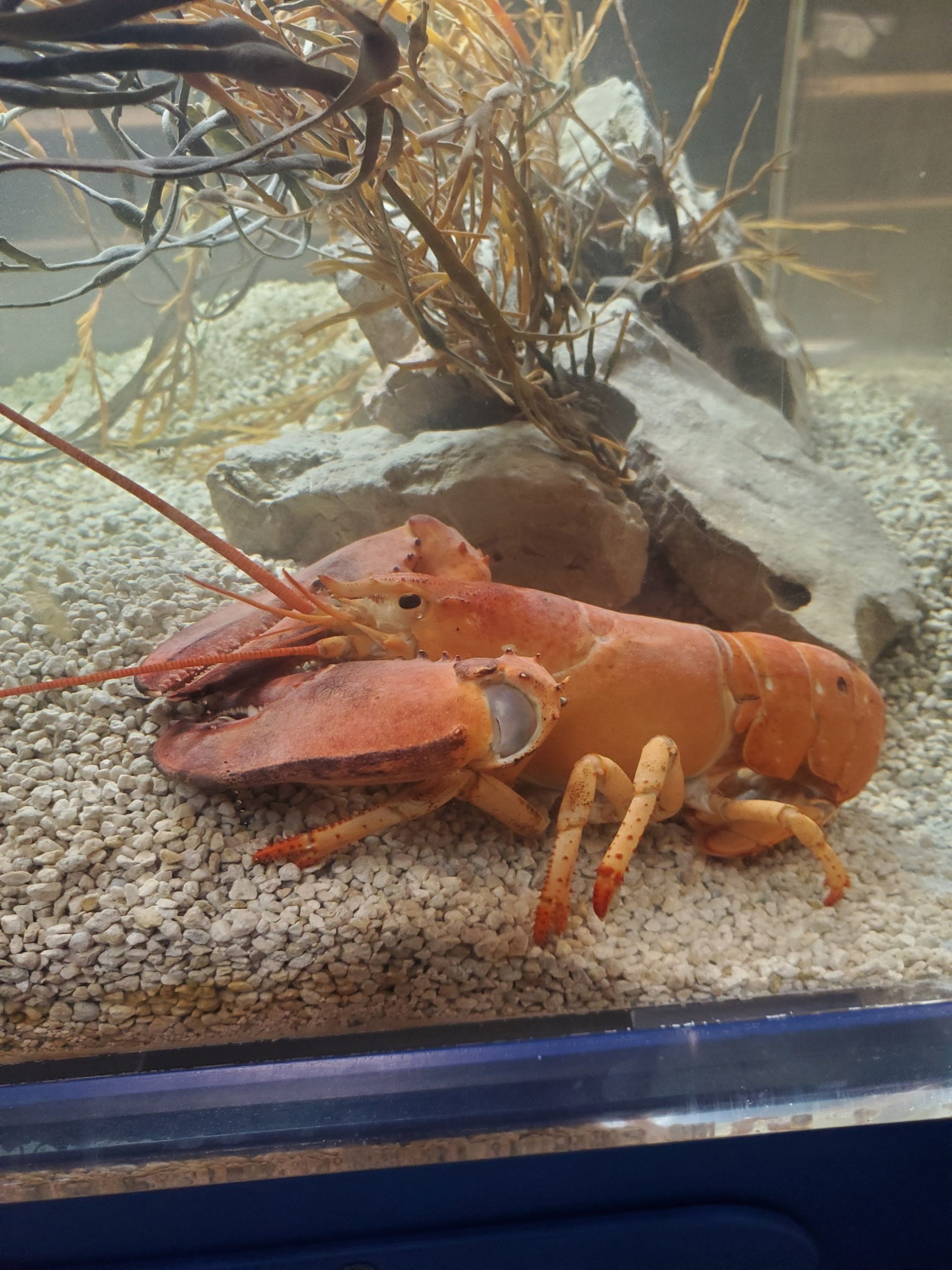 The orange lobster in his new home at the New York Aquarium. WILLIAM HANNA