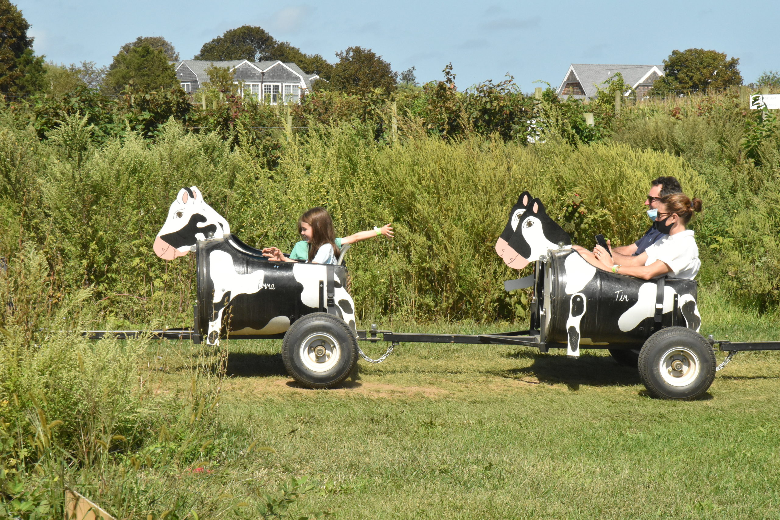 Riders on the cow train get a tour of Seven Ponds Orchard in Water Mill on Sunday. STEPHEN J. KOTZ
