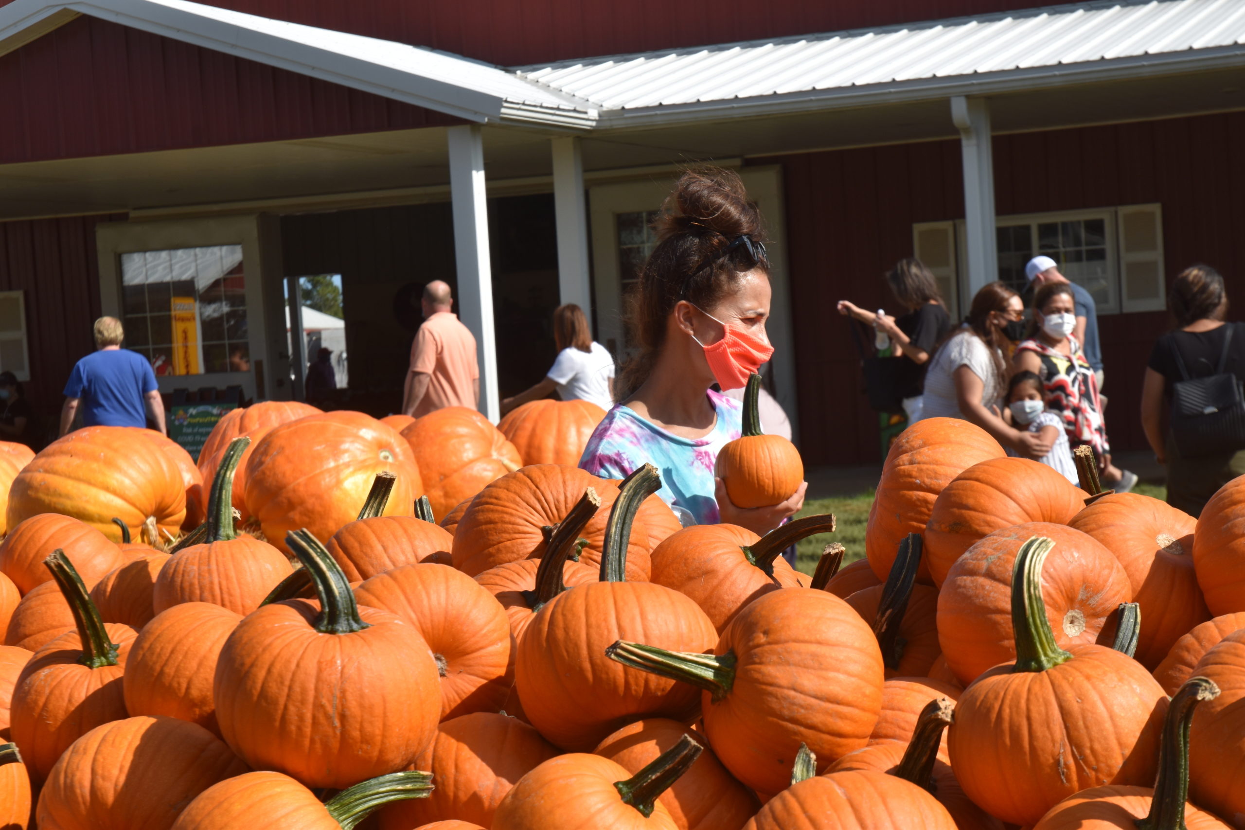 A woman selects a pumpkin at Hank's PumpkinTown in Water Mill on Sunday. STEPHEN J. KOTZ