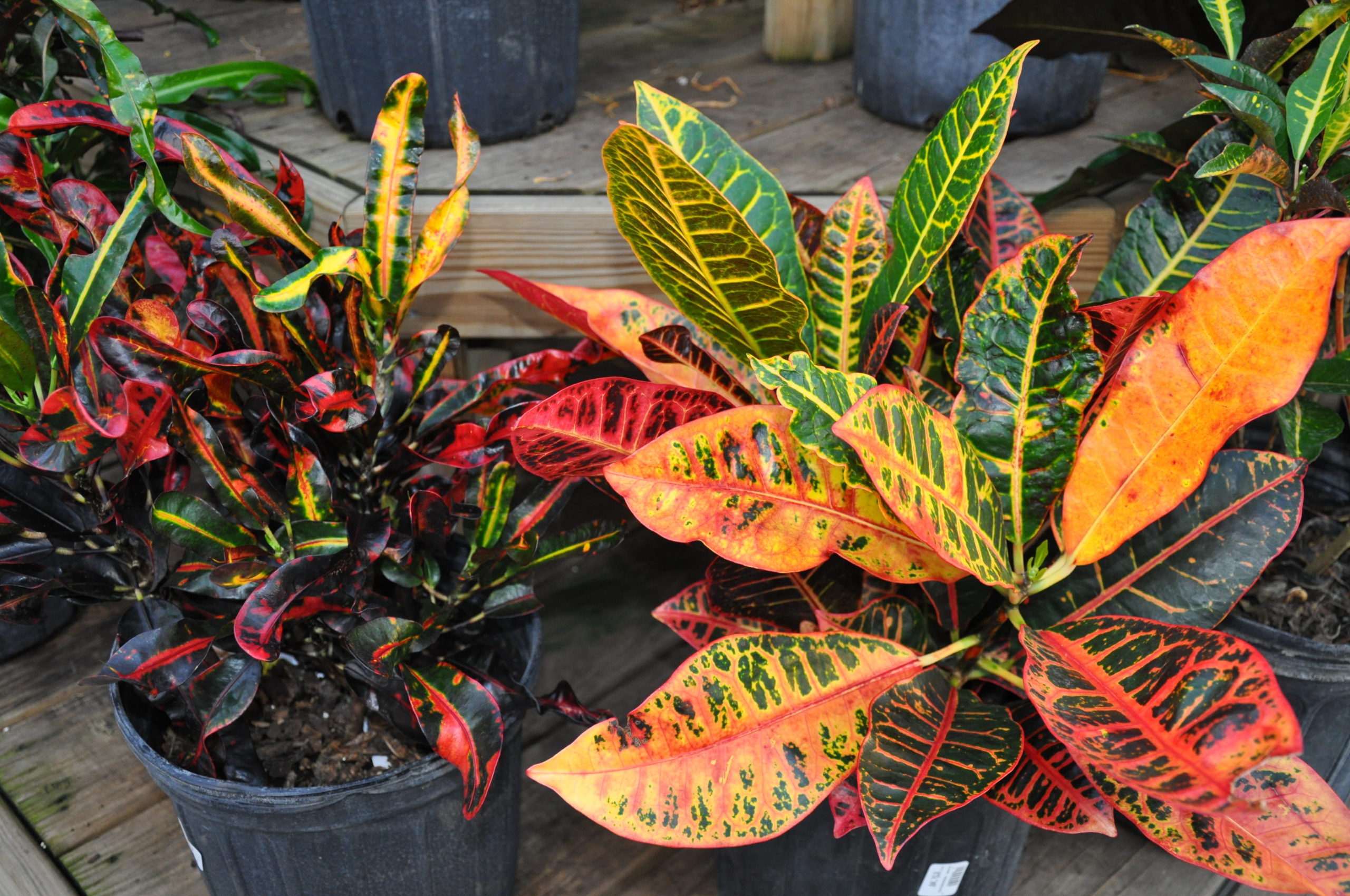 Crotons are valued for their colorful foliage and are available in pot sizes from 4 inches up. These are not long-lived plants and cold temperatures will result in sudden leaf drop.