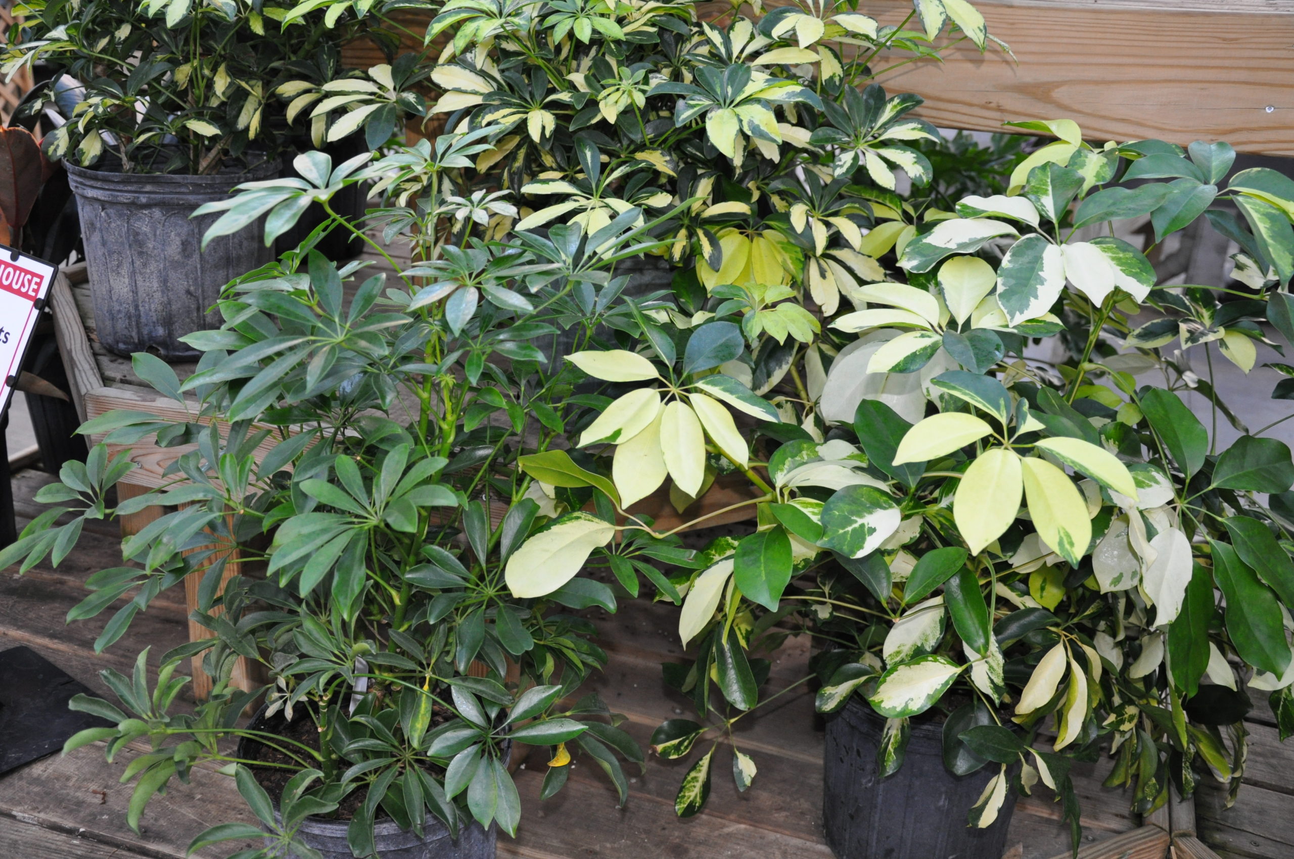 Scheffleras are fast growing tropical plants and may need frequent repotting. It’s not uncommon for them to get too large, so something to keep in mind. Variegated varieties (with white or cream in the foliage) are slower growers.