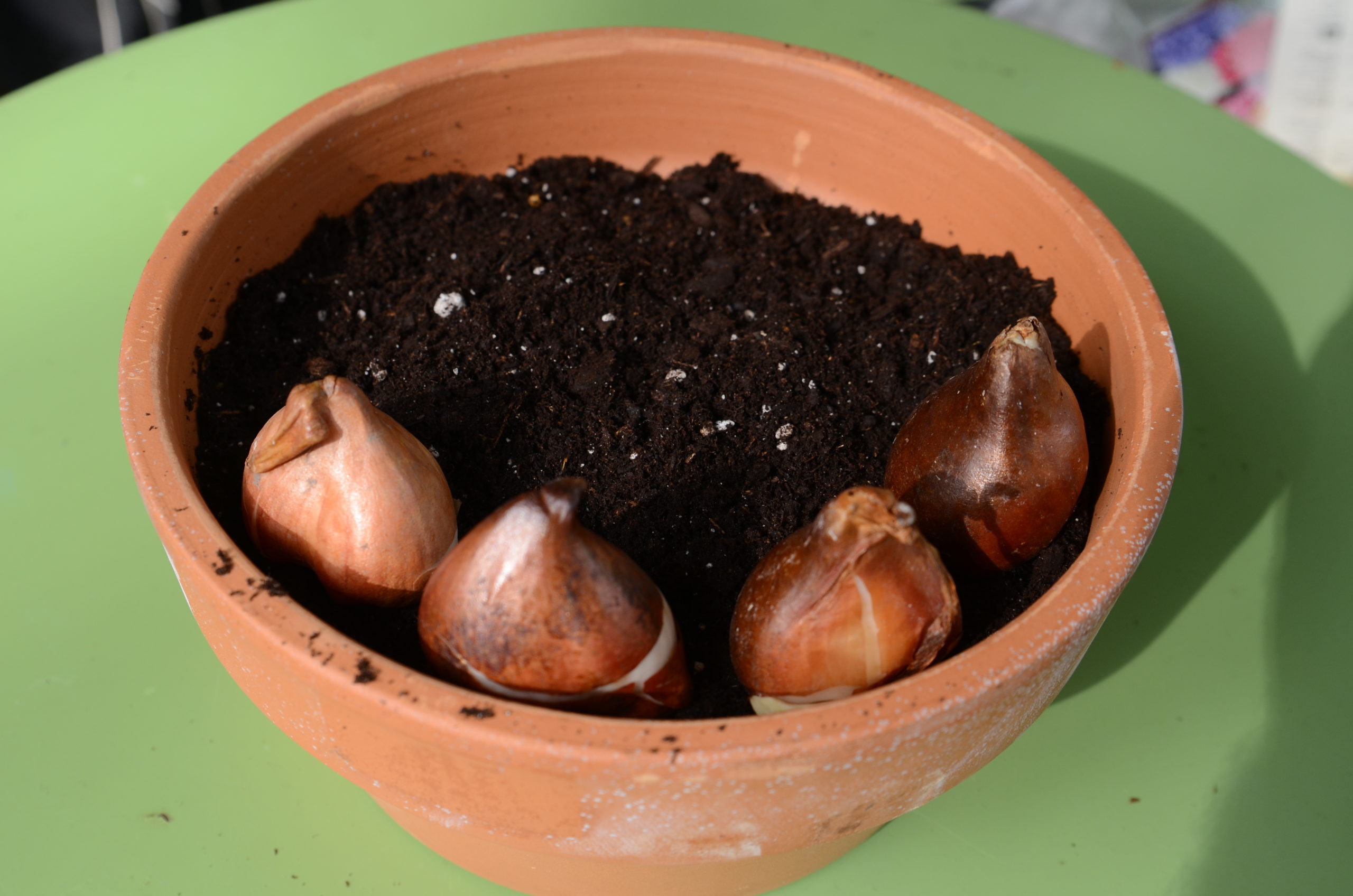 A 10-inch bulb pan (clay) filled with lightly moistened Pro-Mix. The initial four tulip bulbs (flat side facing out) are placed for spacing. When completed, the pot will hold 11 bulbs.