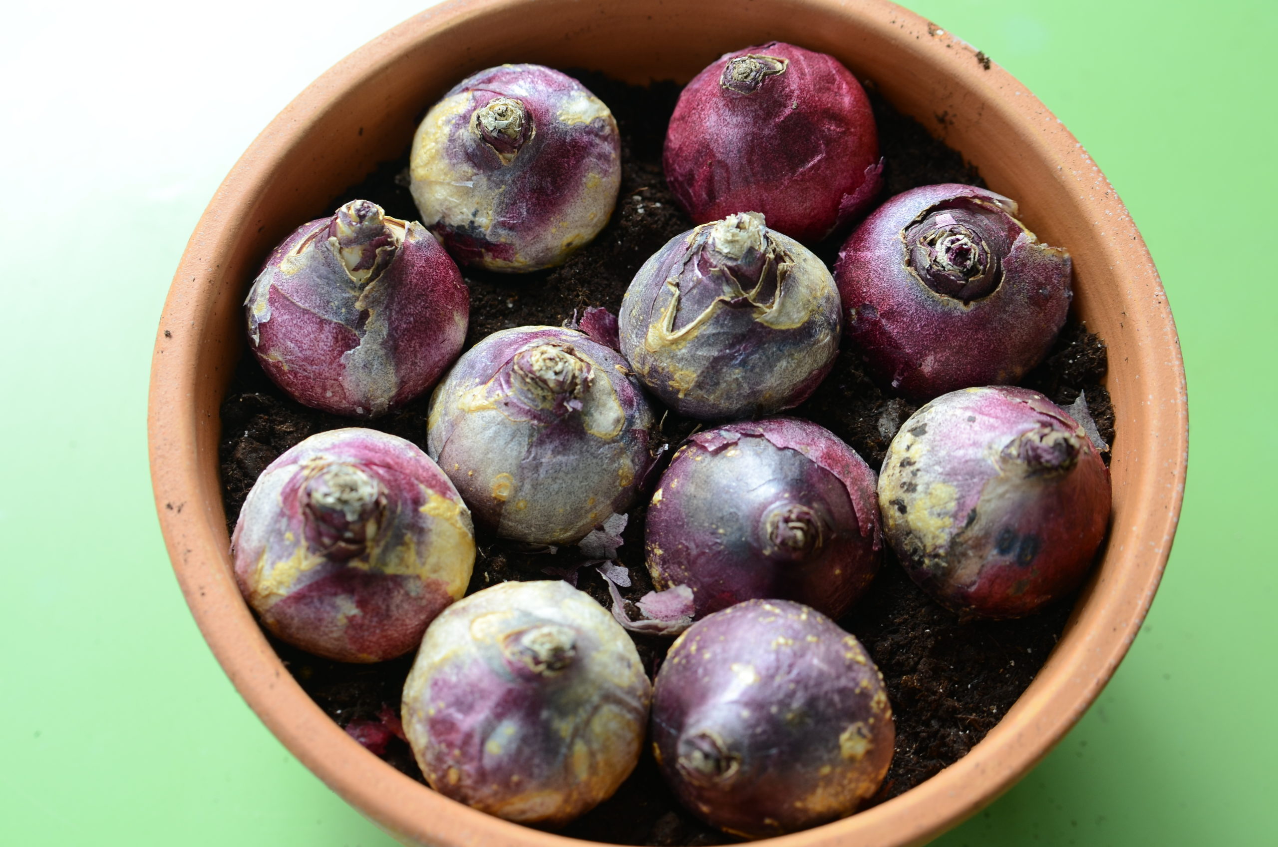 Eleven hyacinth bulbs have been set on the soil in a 10-inch bulb pan. No matter what bulb is planted, the 