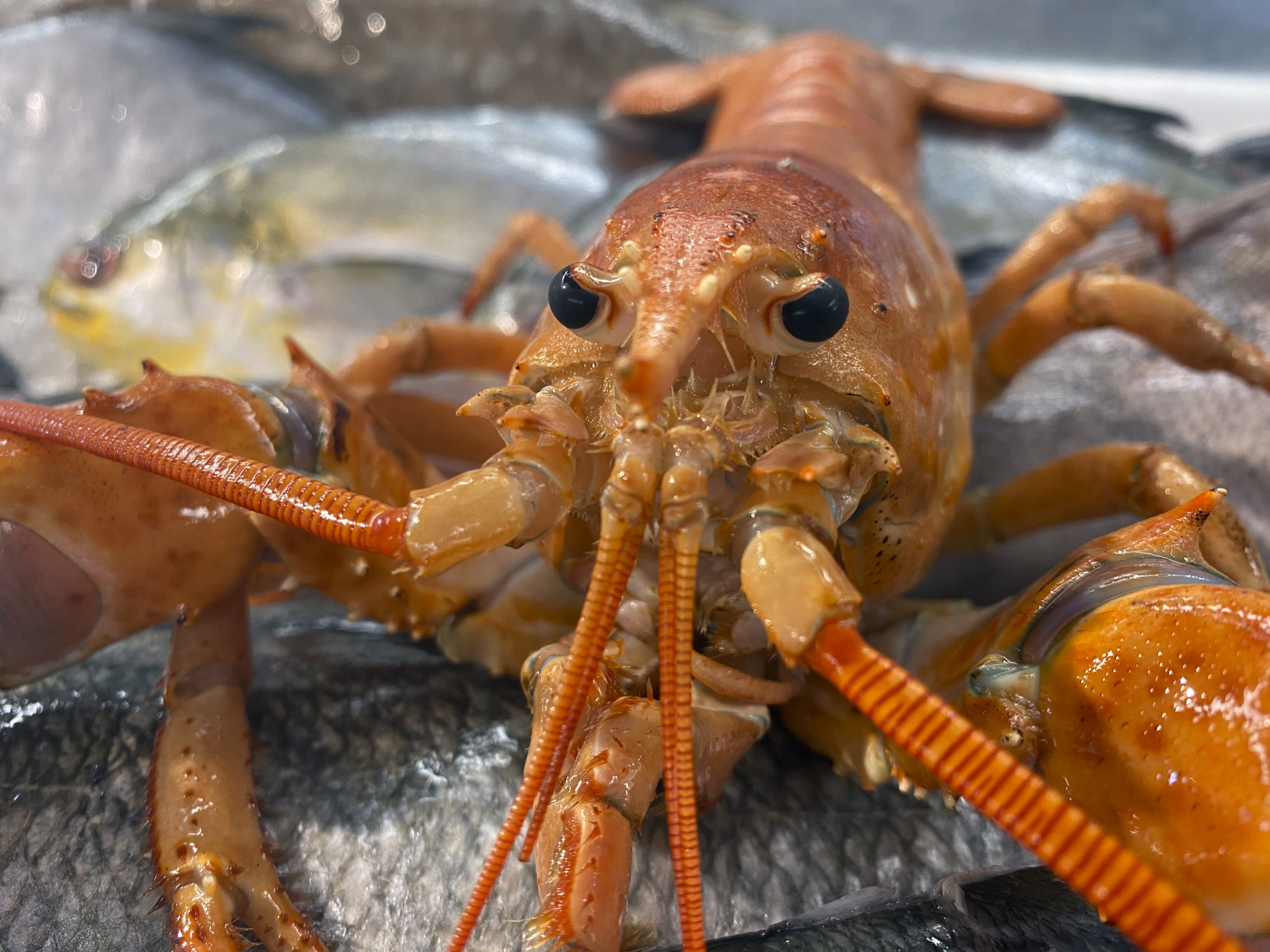 A rare orange lobster made its way to Cor-J Seafood in Hampton Bays via Maine. Orange lobsters are about one in 30-million.    DANA SHAW