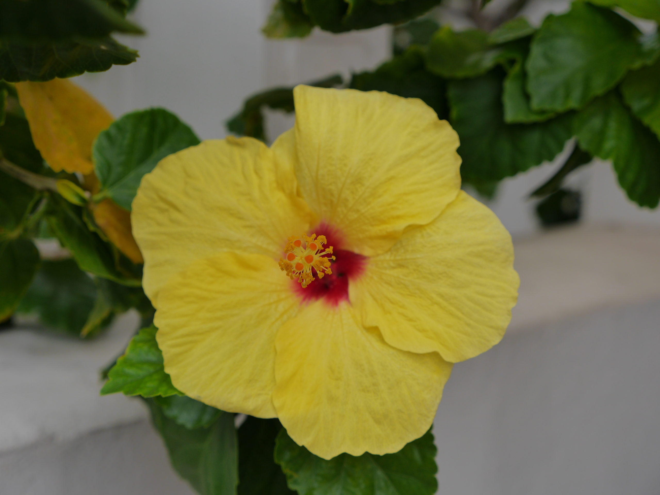 Tropical Hibiscus are hard to pass up when in flower. However, the need plenty of light and warm temperatures and can have a number of insect issues. These, too, can be fast growers, but unlike the Schefflera, the Hibiscus can easily be pruned and managed.