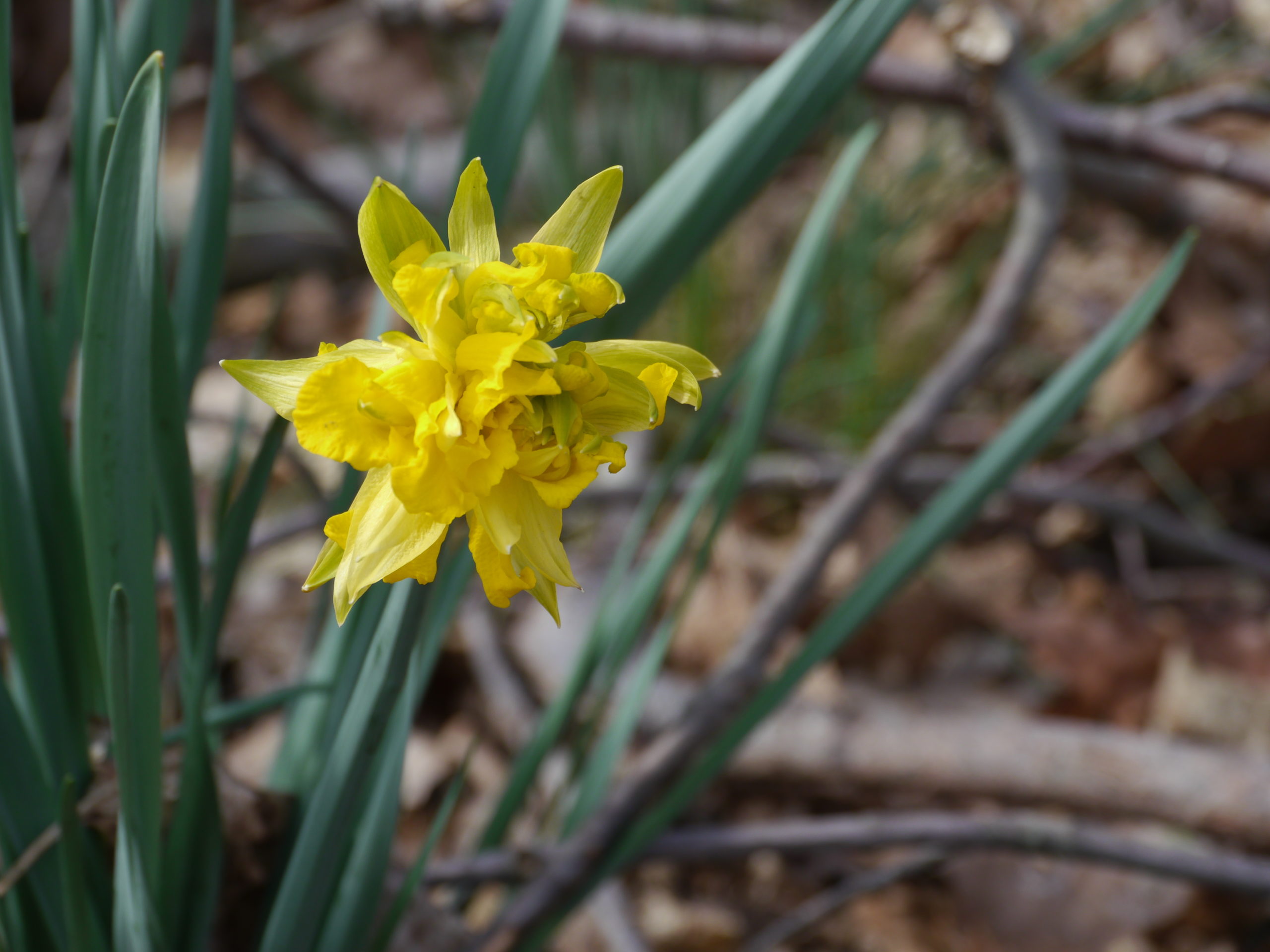 This unusual daffodil was found in the woods of an old North Shore estate. It was probably planted in the 1920s. It only flowers every other year and is double with outer flat petals showing shades of green against the inner yellows.