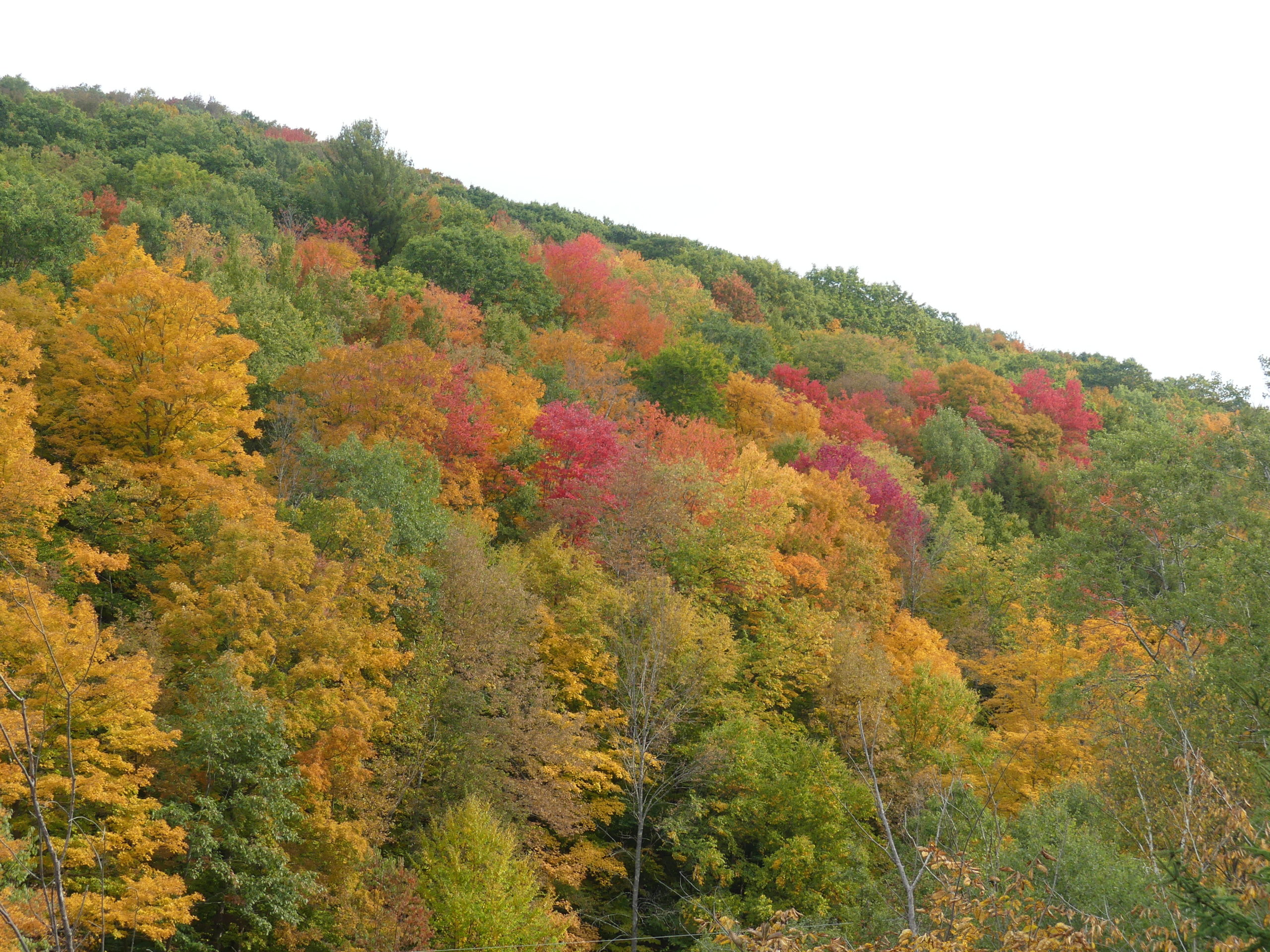 Fall colors showing up in the central Catskills last weekend. This is the weekend to get out and travel north and west to see the magnificent oranges, reds and yellows because in a week the colors will dull north of Dutchess and Orange counties.