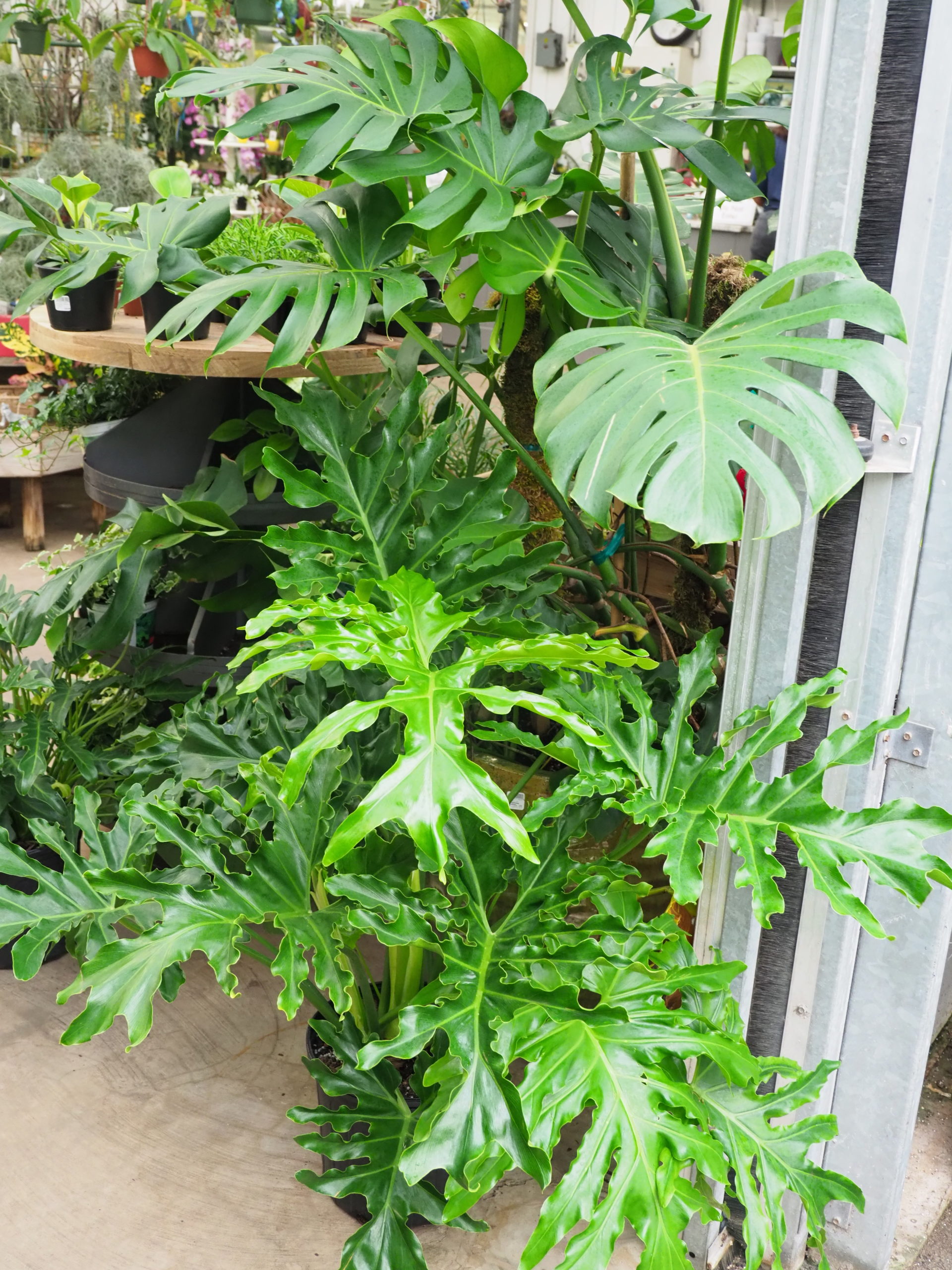 Selloum philodendrons make good low-to-moderate-light houseplants, but vine types should be trained on a stake. Most vine plants want to climb. Easily managed with pruning, there are several varieties. No real serious insect or disease issues.