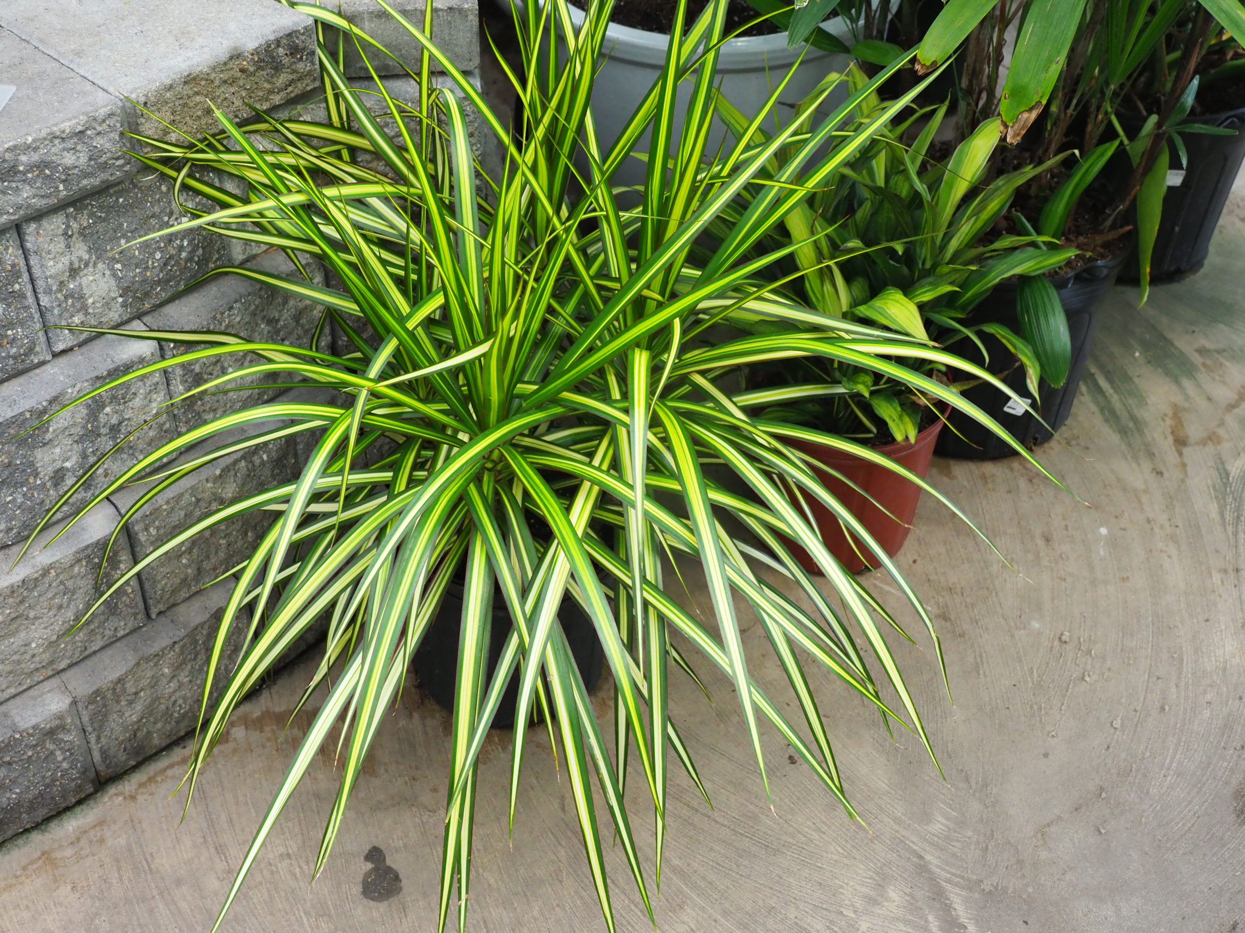 Among the Dracaenas, the marginata types make great houseplants. The species has green foliage with reddish margins in good light. Others, like this variety, can be green and white, while the Tricolor is cream, red and white and slower growing. When they get too tall they can be “topped,” resulting in branching stems.