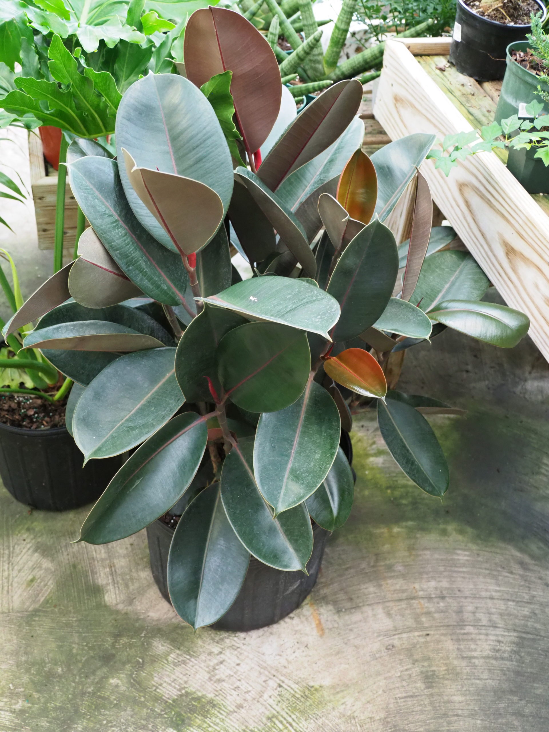 Among the Ficus, the decora varieties make good, low-maintenance houseplants. Some varieties have dark to almost black foliage while others can have hints of red, green and white. Fast growing but easily pruned to maintain size and shape.