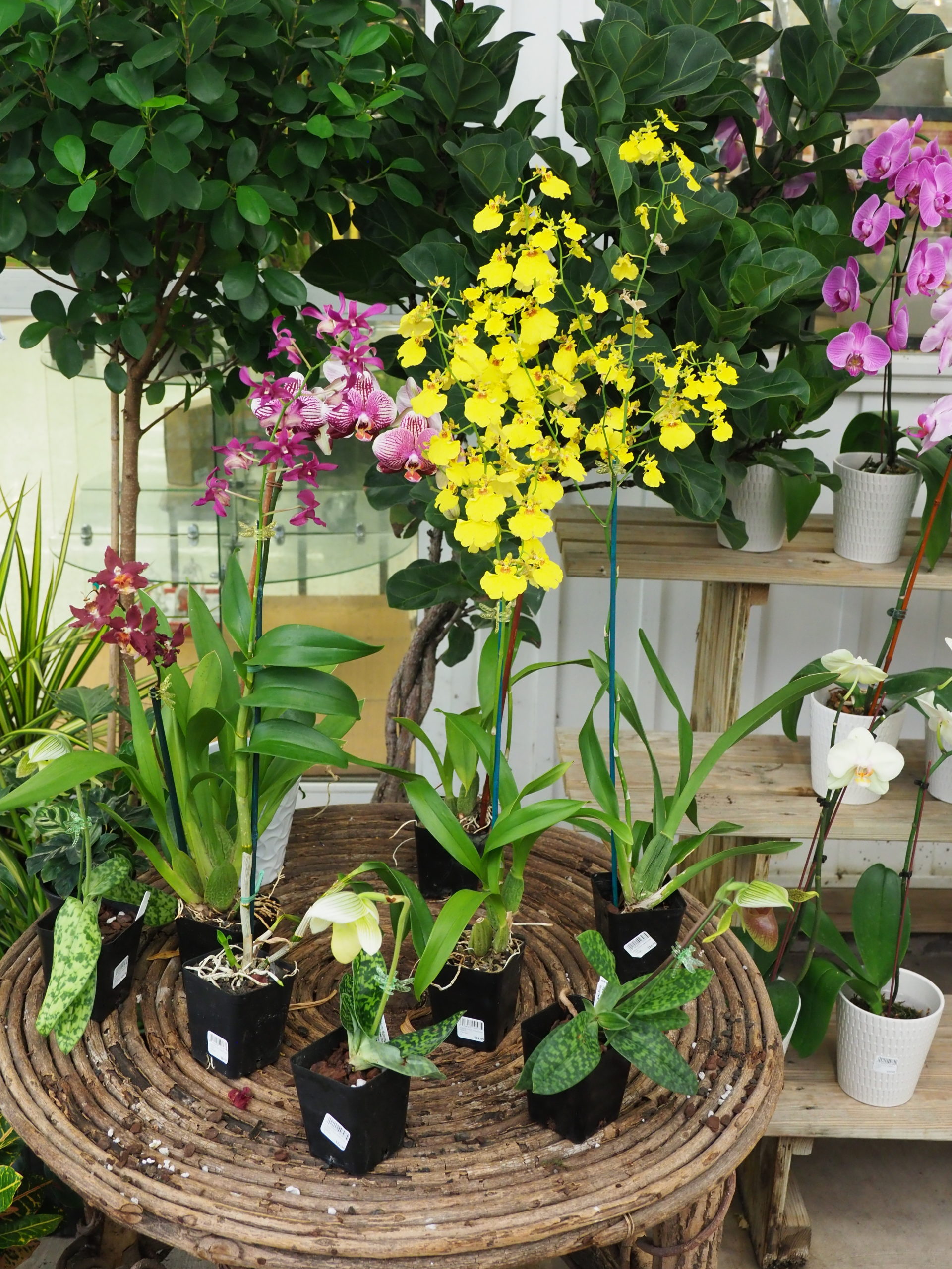 Once considered a plant for only accomplished gardeners, orchids are now so inexpensive that they are nearly disposable. Getting them to rebloom is the challenge, but when they do, there’s an incredible sense of accomplishment. Some are very easy, others, much harder. Flowers often last for weeks to months.