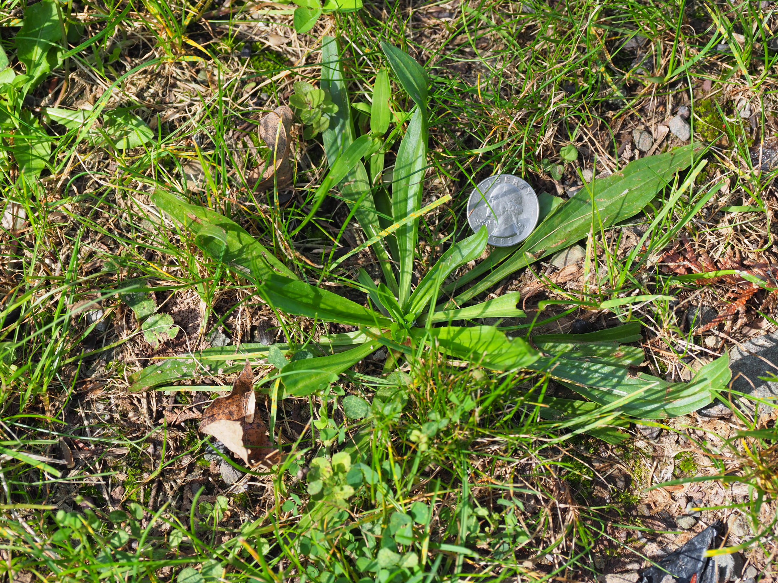 This is a narrow-leaf plantain. Note how it’s growing in a bare spot in the lawn, where weeds thrive. This is a 2-year-old plant ready to flower and drop seeds. A simple weeding tool will lift the plant and its roots right out of the ground where it can be left to dry and die.