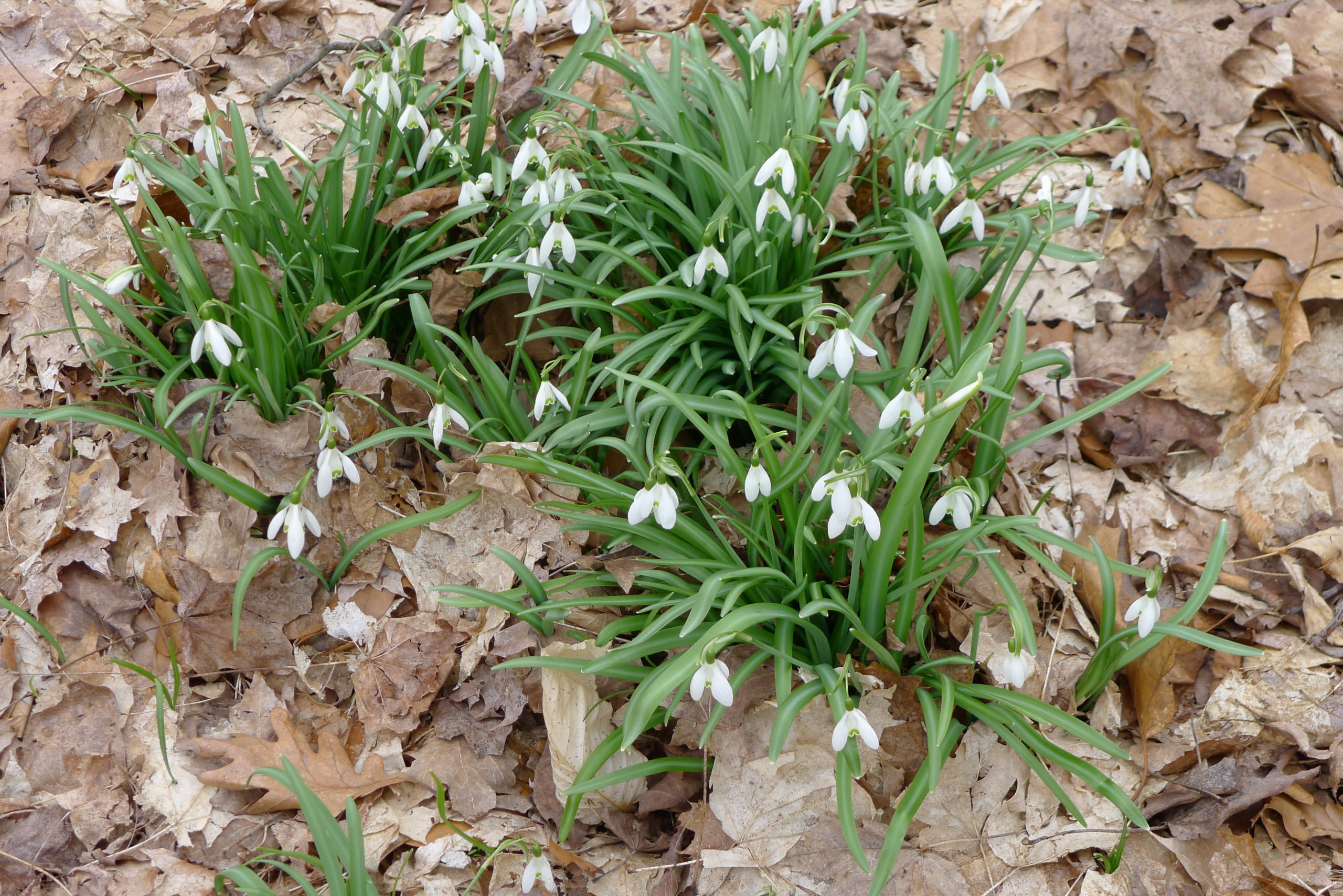 In late March into early April (or sooner on the southern side of a house) snowdrops (Galanthus) emerge. True harbingers of spring, they’re usually the first bulbs to flower and often push up through the snow. If happy, they will naturalize.