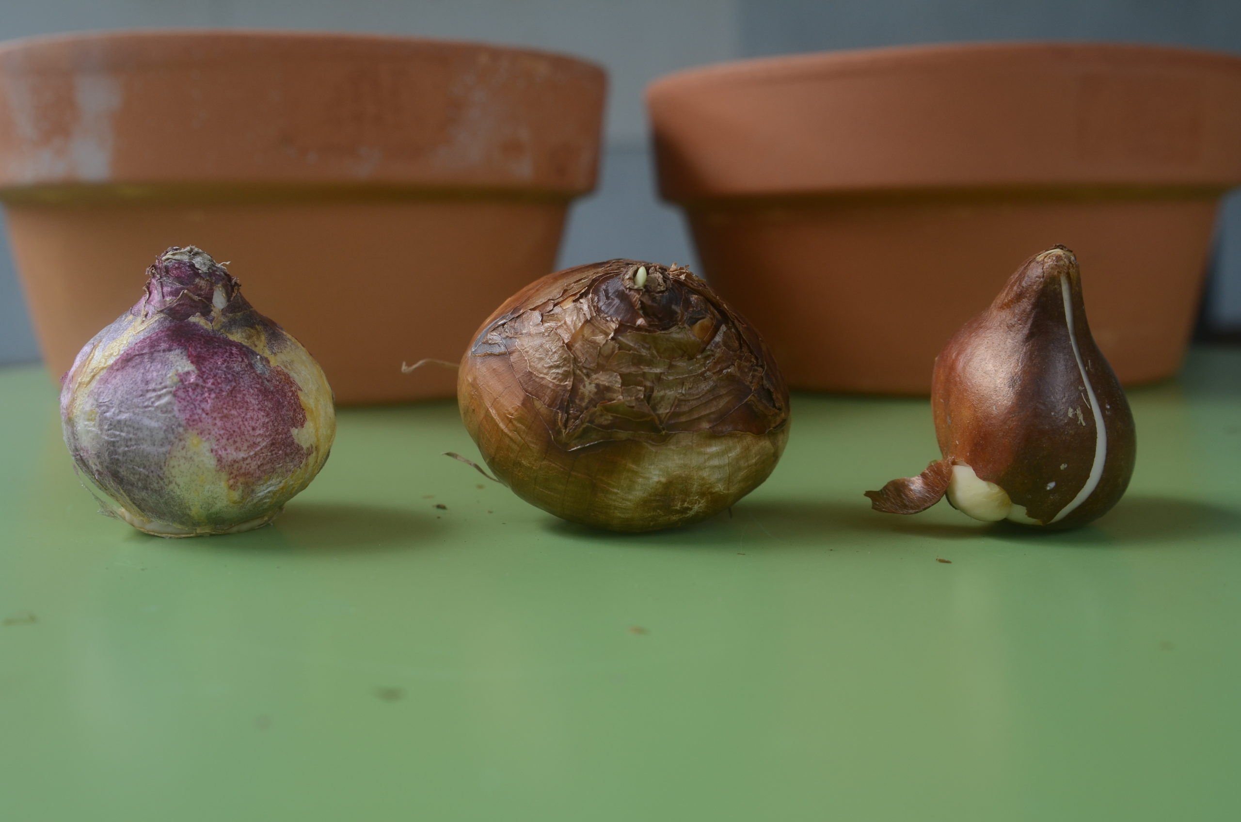 Three spring-flowering bulbs each with its 