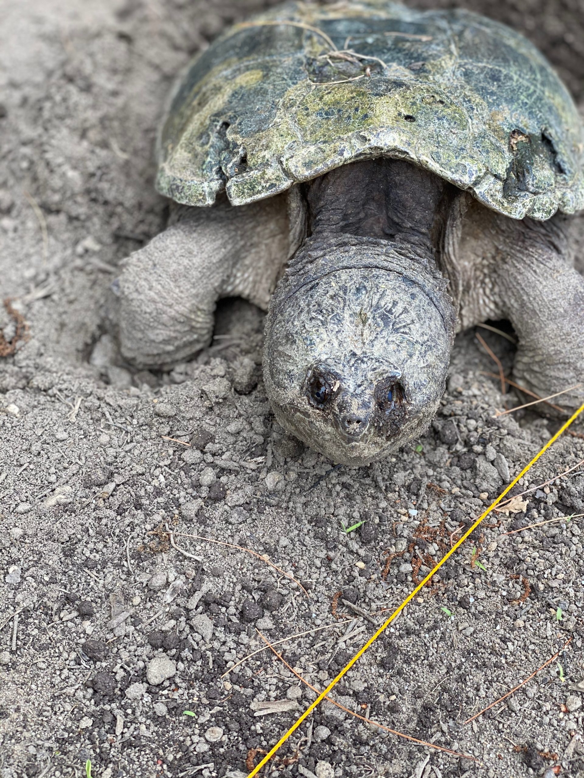 A mother snapping turtle laying her eggs. 