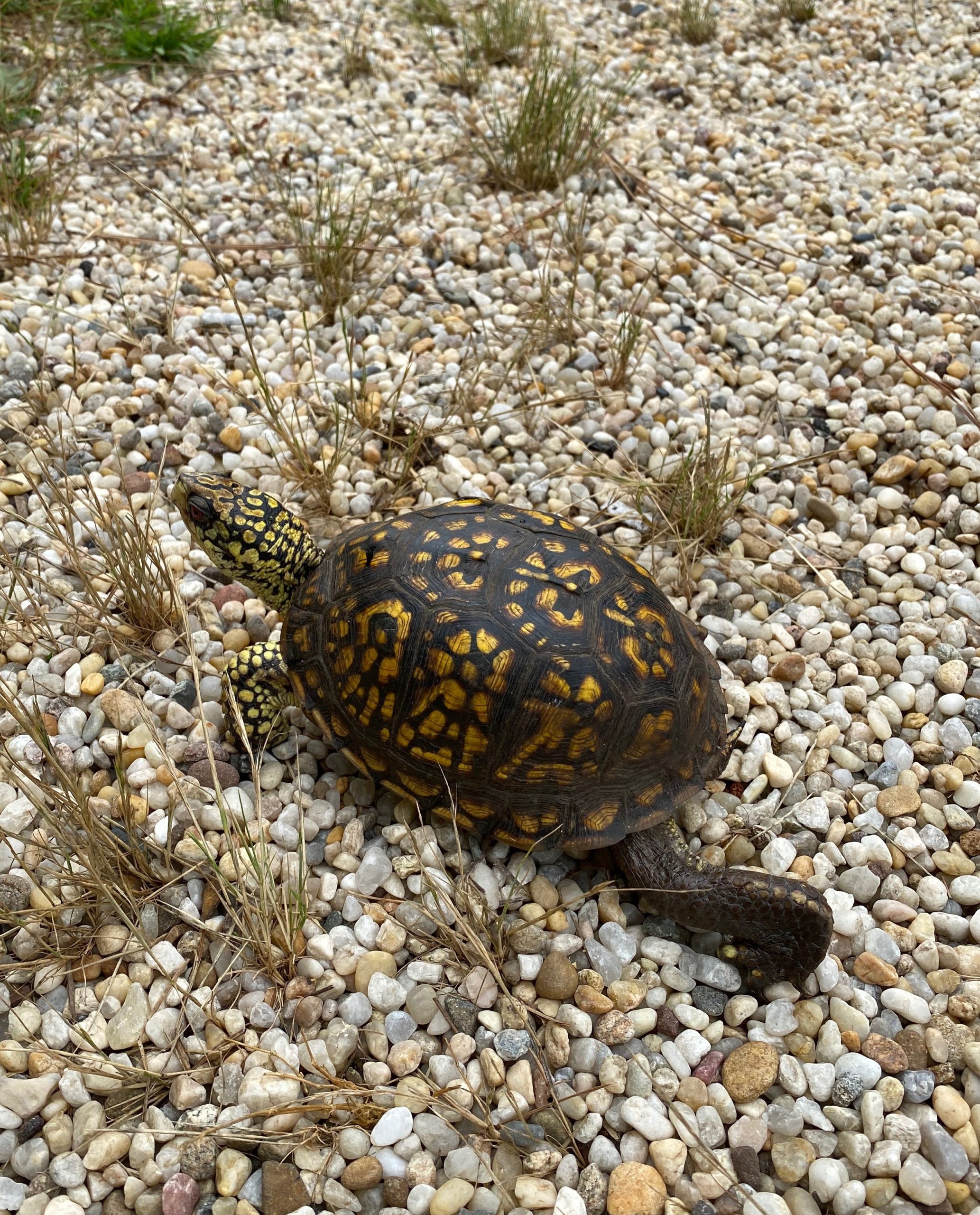 A box turtle approaching a roadway in Amagansett. 
