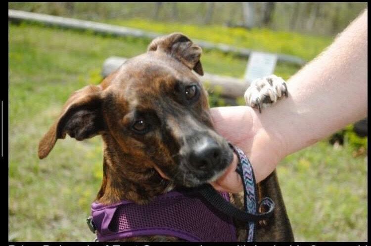 Brian Babcock is looking forward to bringing Lady, his five-year-old plott hound, to the off leash dog area he's spearheading in East Quogue. COURTESY BRIAN BABCOCK