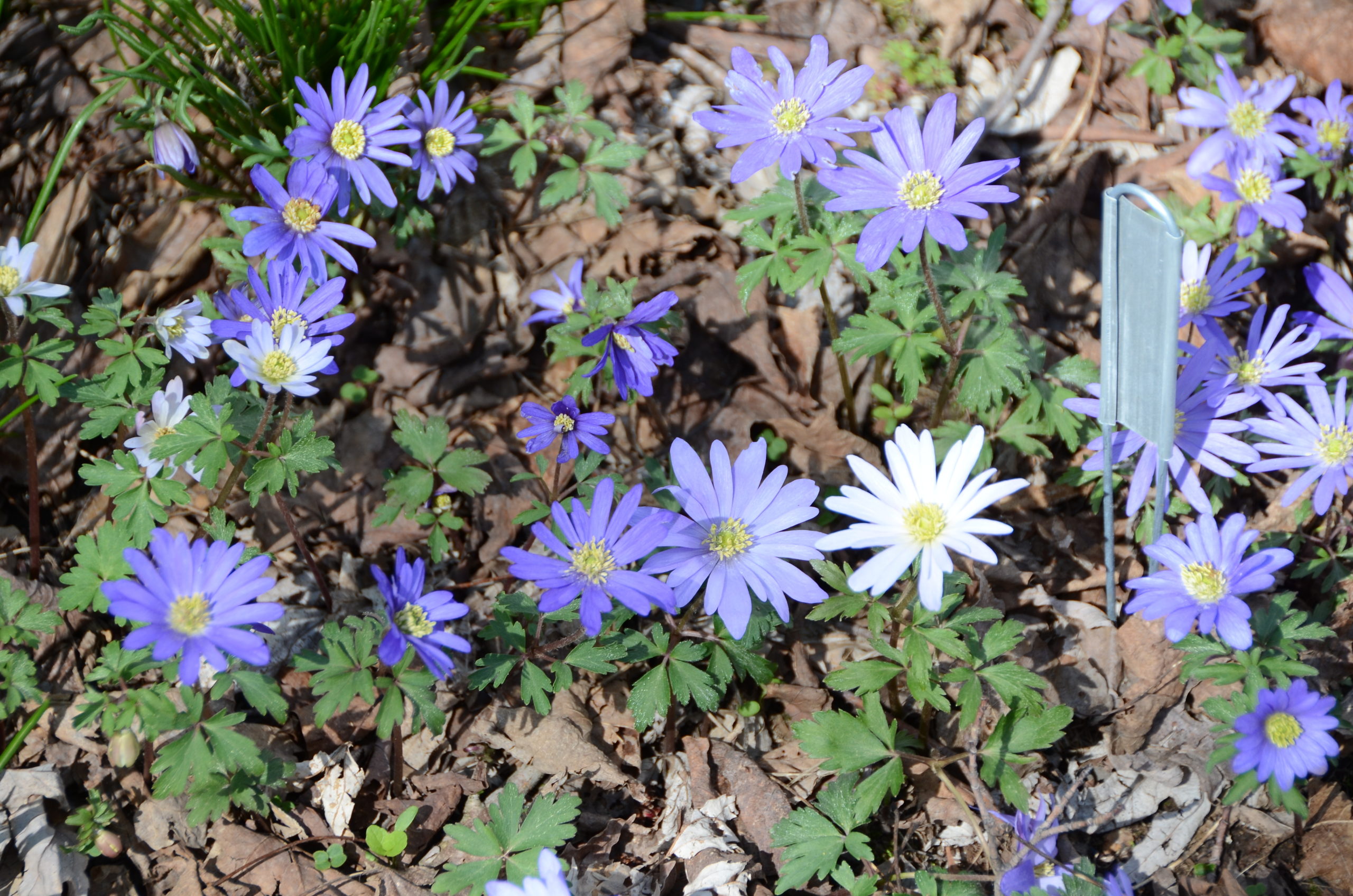 Anemone blanda, or the windflower, will bloom in mid to late April. Short and very attractive, it’s one of the minor bulbs that’s great in mass plantings or as an “edger.” It naturalizes, lasts for years and years, and doesn’t seem to be bothered by rodents.
