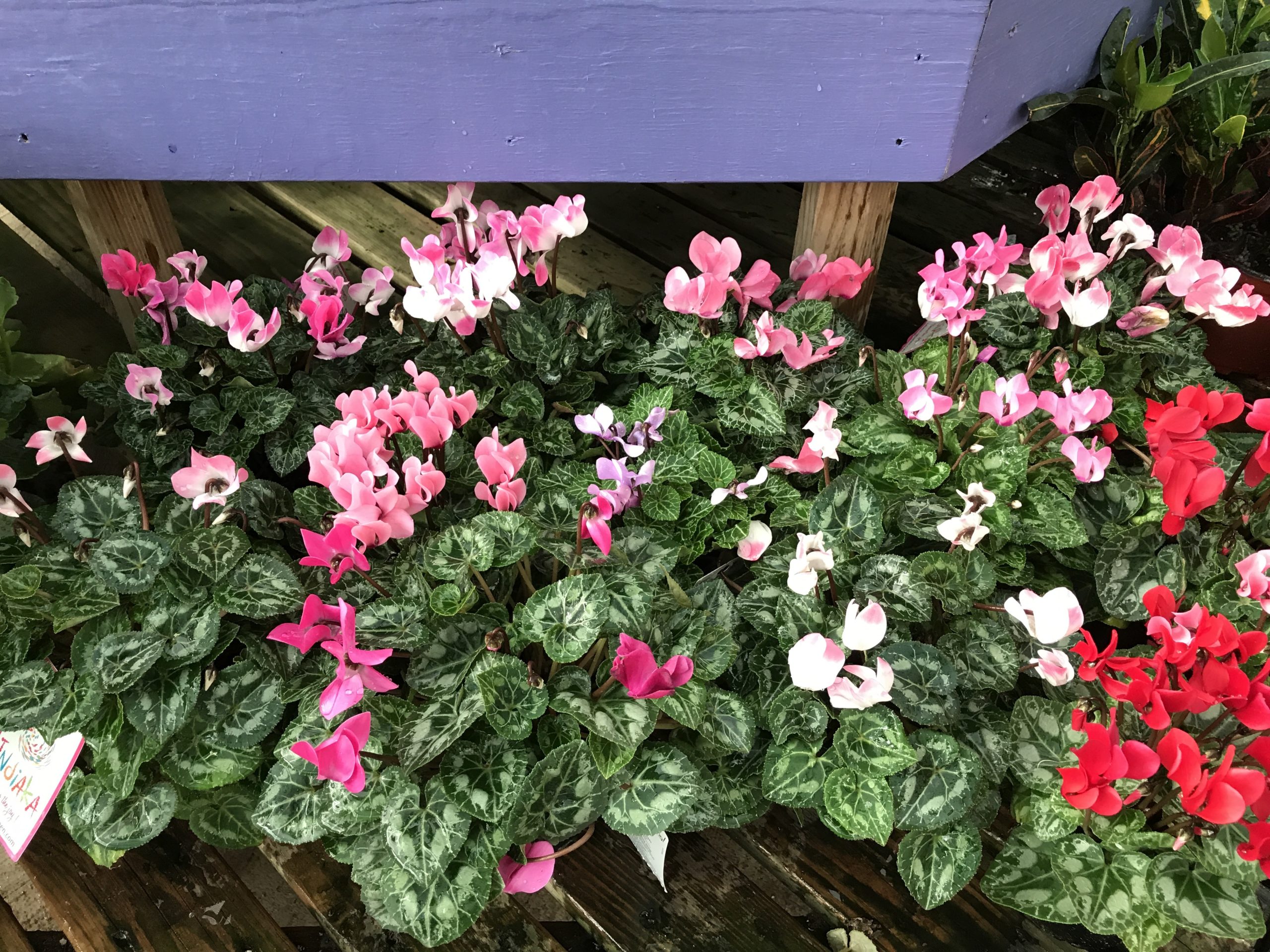 Florist’s Cyclamens will bloom straight through June. They like it on the cool side and are noted for both their foliage and flowers.