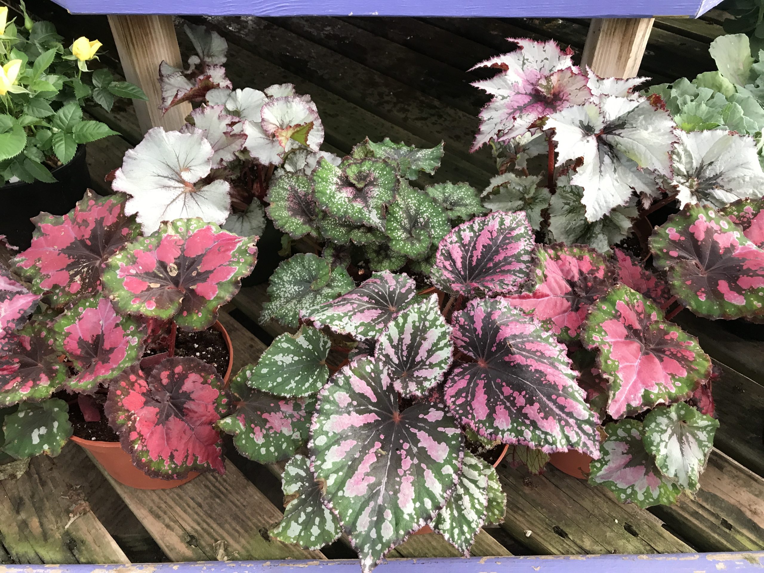 Rex Begonias make great houseplants with wonderful color ranges and patterns.