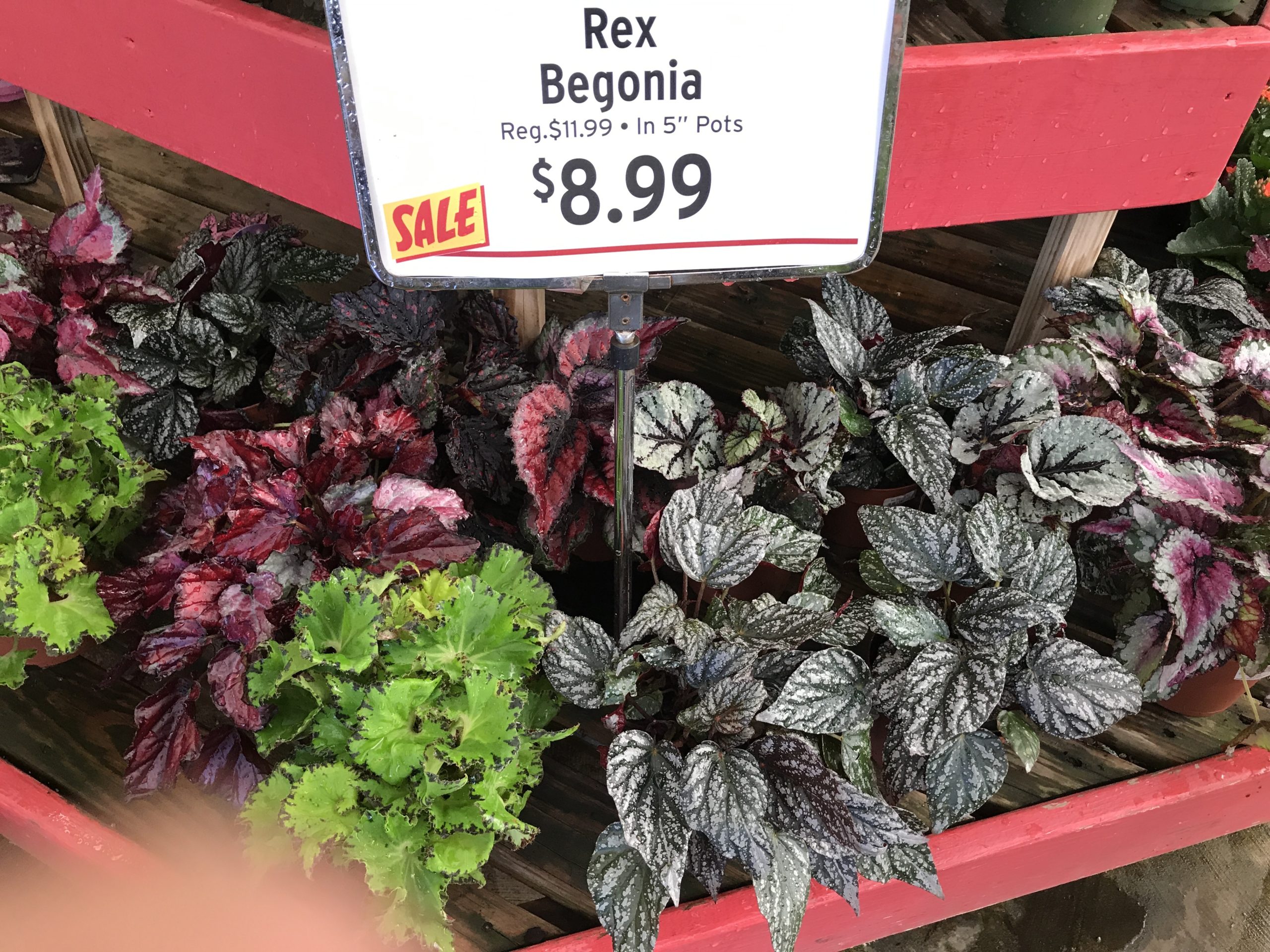 Rex Begonias on sale in 5-inch pots. Expect them to last about three years with annual repotting.