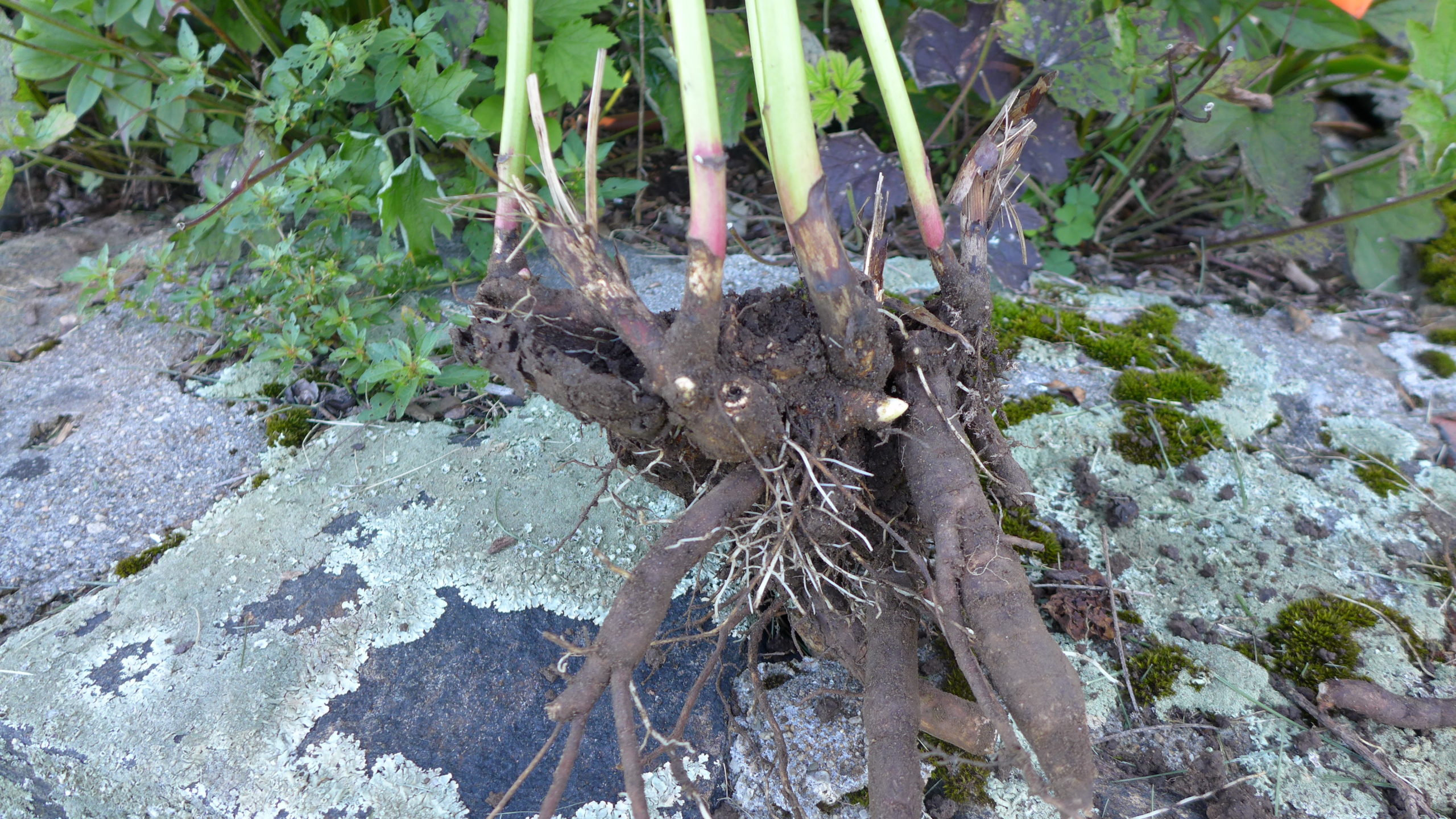 Dahlia roots/tubers should be dug, allowed to air dry, then stored in a dark cool (not freezing) spot packed in peat moss. Each section should have several eyes (light protrusions emerging from the tubers). Don’t wash prior to storing. Cut the stems to 1 to 2 inches when storing.